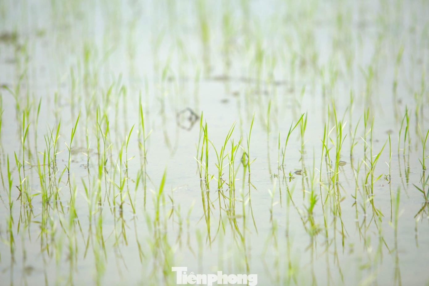 Những cây lúa xanh tốt được bà con nhổ những chỗ dày để cấy dặm vào những chỗ thưa, do ốc bươu vàng và chuột cắn phá.