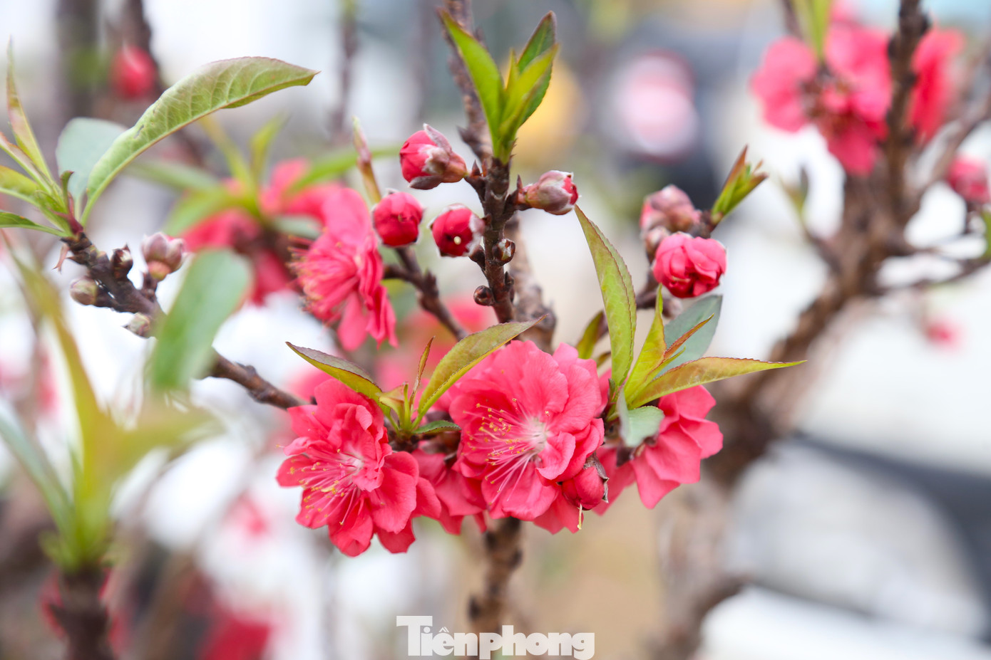 Không giống với đào rừng, đào bích hay đào phai, đào Thất Thốn phát triển chậm, gốc và thân xù xì, hoa khi nở có màu đỏ sẫm vô cùng bắt mắt.