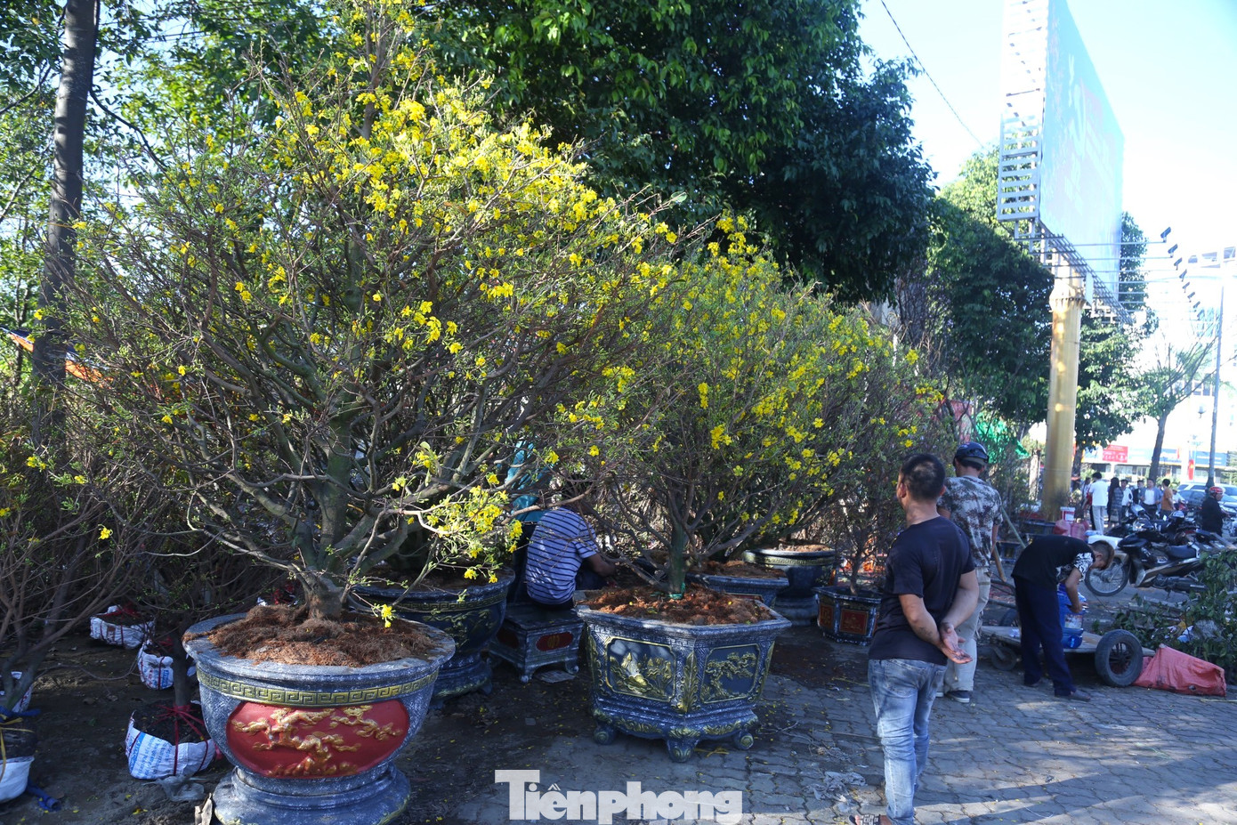 Những ngày này, trên các con đường lớn ở thành phố Vinh, Nghệ An tràn ngập sắc hoa phục vụ người dân chơi Tết. Trong đó, những chậu mai vàng rực rỡ được các nhà vườn mua từ Phú Yên, Bình Định,… về “hội quân", thu hút nhiều người đến chiêm ngưỡng và chọn mua trang trí trong nhà đón năm mới.