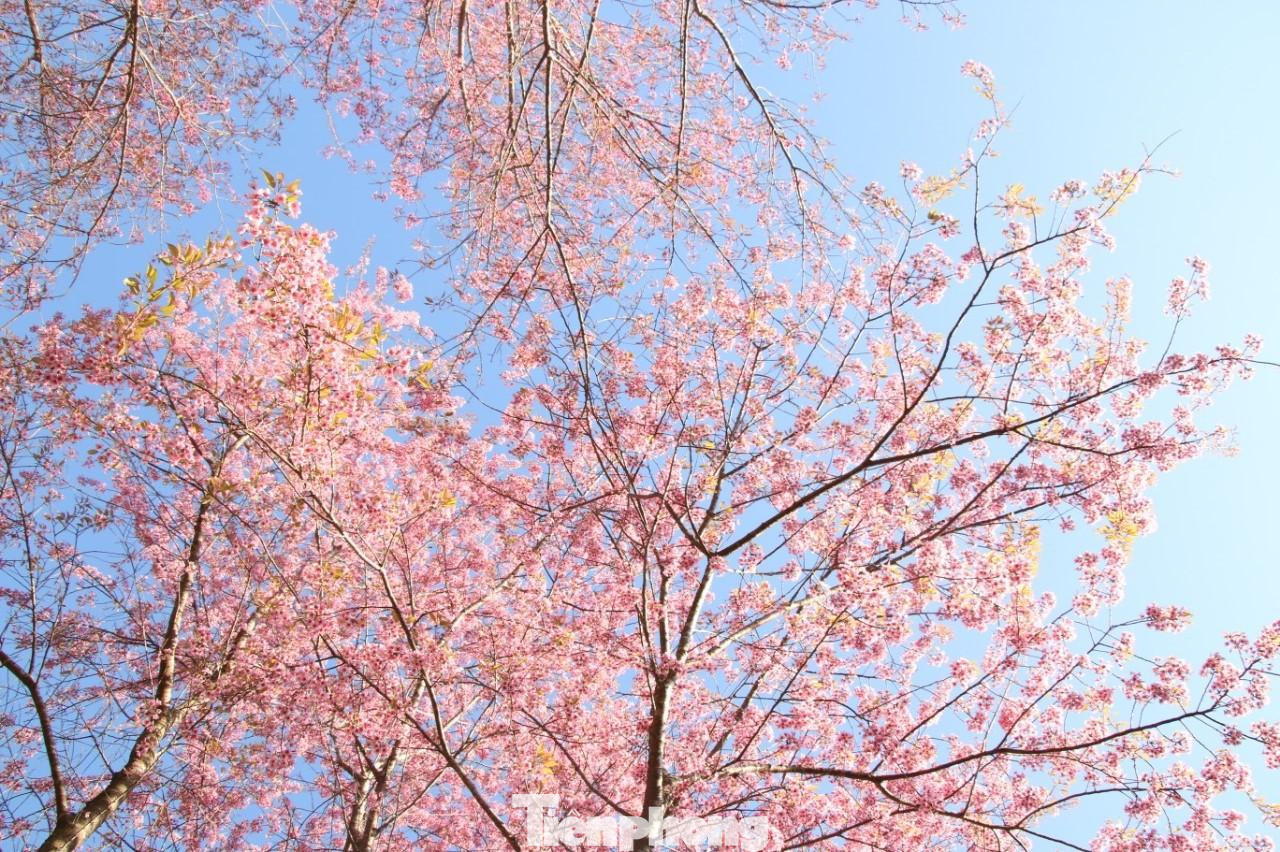 Năm nay hoa nhiều hơn mọi năm, cánh hoa cũng dày hơn nên rất đẹp.