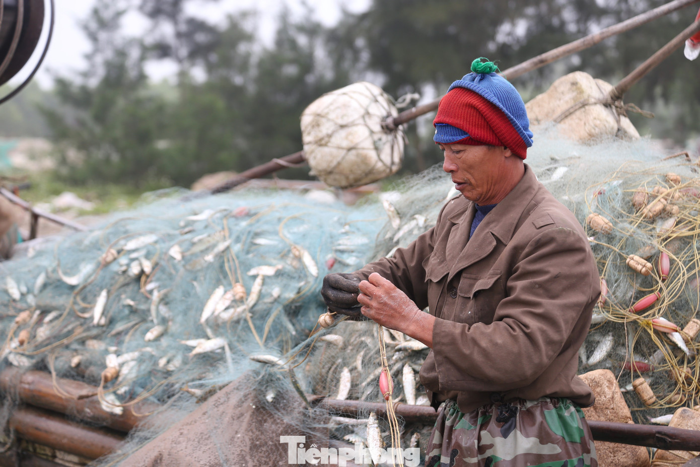 Ngư dân Nguyễn Văn Cường (SN 1966, trú xã Diễn Kim, huyện Diễn Châu) cho biết, ông dậy từ 12 giờ đêm, sau đó chuẩn bị ngư lưới cụ ra khơi cách bờ khoảng 5 - 7 hải lý. Sau khoảng 5 giờ đánh bắt là có cá, bè lại quay đầu về bờ. “Đang vào mùa cá trích nên bè mảng nào cũng đều đầy ắp cá. Khoảng 1 tuần nay, đêm nào tôi cũng đi biển. Hôm ít nhất được 2 - 3 tạ, nhiều như hôm nay được hơn 1 tấn cá trích. Cá sau khi được gỡ xong được thương lái thu mua tại chỗ”, ông Cường chia sẻ. Ngư dân Nguyễn Văn Cường (SN 1966, trú xã Diễn Kim, huyện Diễn Châu) cho biết, ông dậy từ 12 giờ đêm, sau đó chuẩn bị ngư lưới cụ ra khơi cách bờ khoảng 5 - 7 hải lý. Sau khoảng 5 giờ đánh bắt là có cá, bè lại quay đầu về bờ. “Đang vào mùa cá trích nên bè mảng nào cũng đều đầy ắp cá. Khoảng 1 tuần nay, đêm nào tôi cũng đi biển. Hôm ít nhất được 2 - 3 tạ, nhiều như hôm nay được hơn 1 tấn cá trích. Cá sau khi được gỡ xong được thương lái thu mua tại chỗ”, ông Cường chia sẻ.