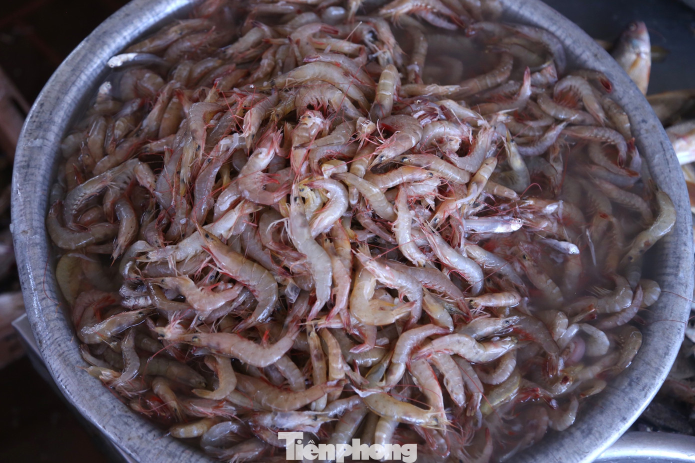 Một mẻ tôm tươi rói. Một mẻ tôm tươi rói.