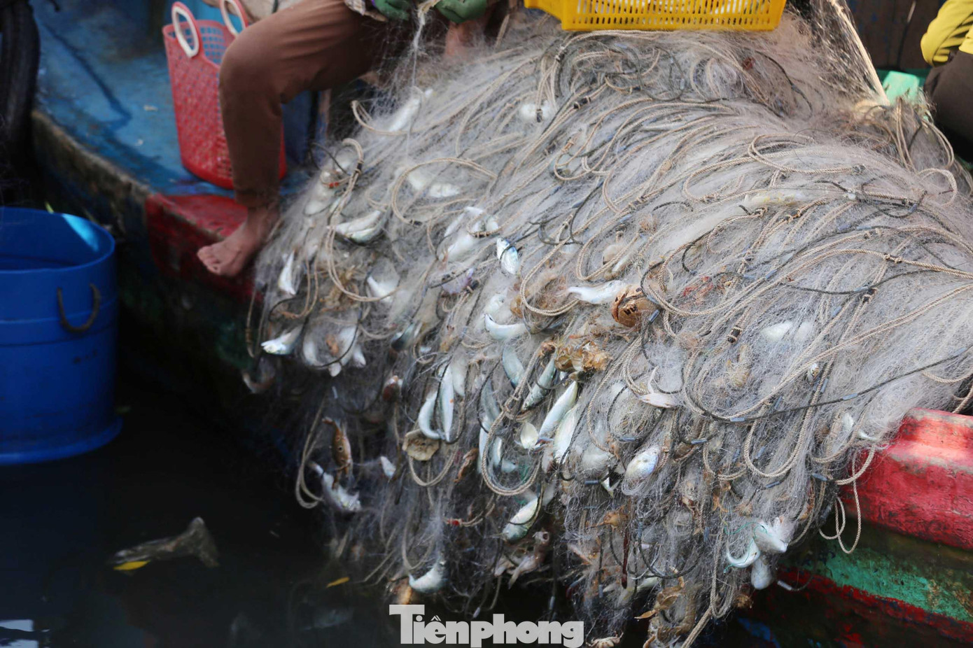 Những tấm lưới nặng trĩu cá, tôm, ghẹ,...
