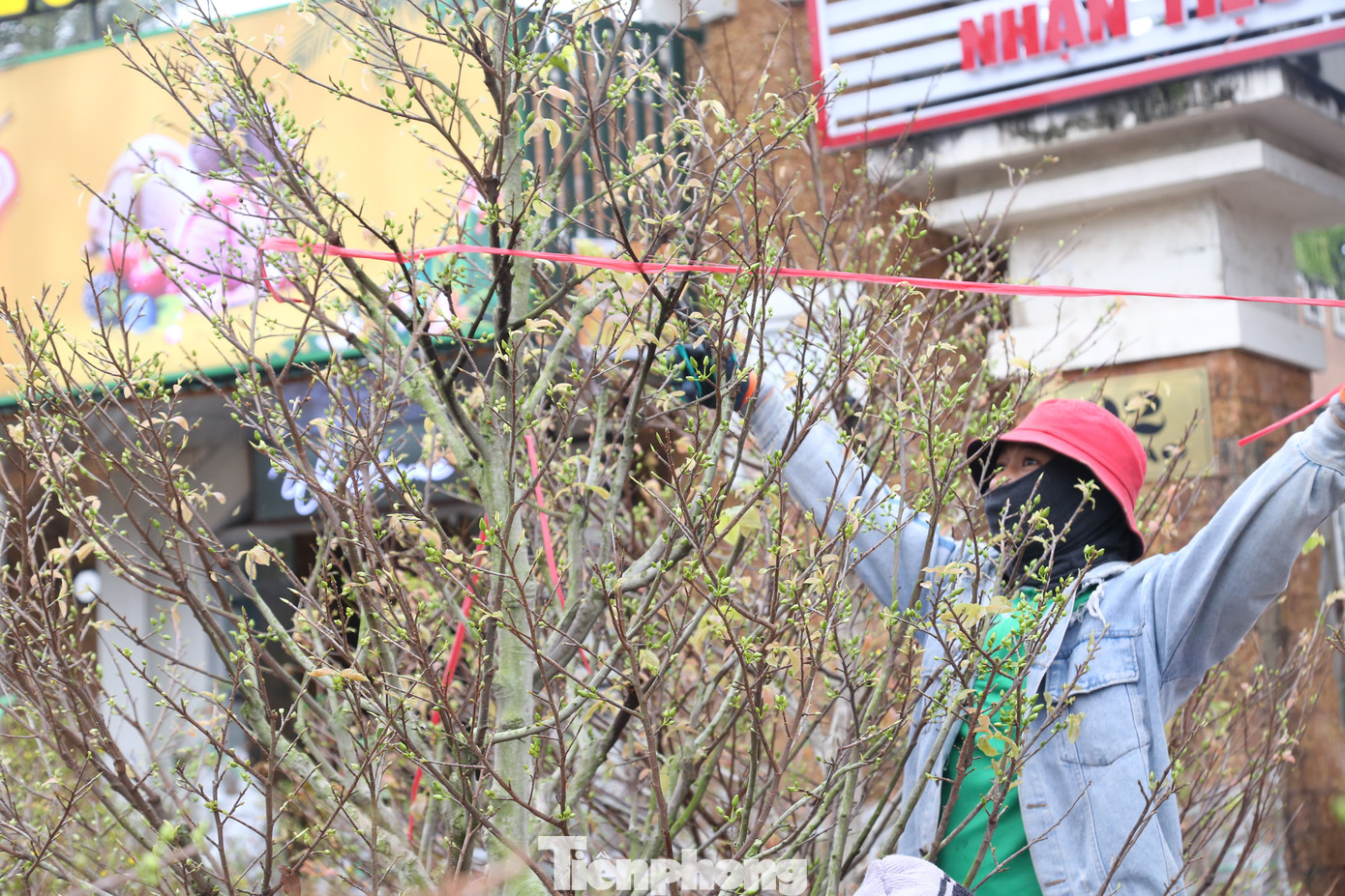 Mai vàng sau khi cập bến sẽ được cho vào chậu và tháo dây buộc.