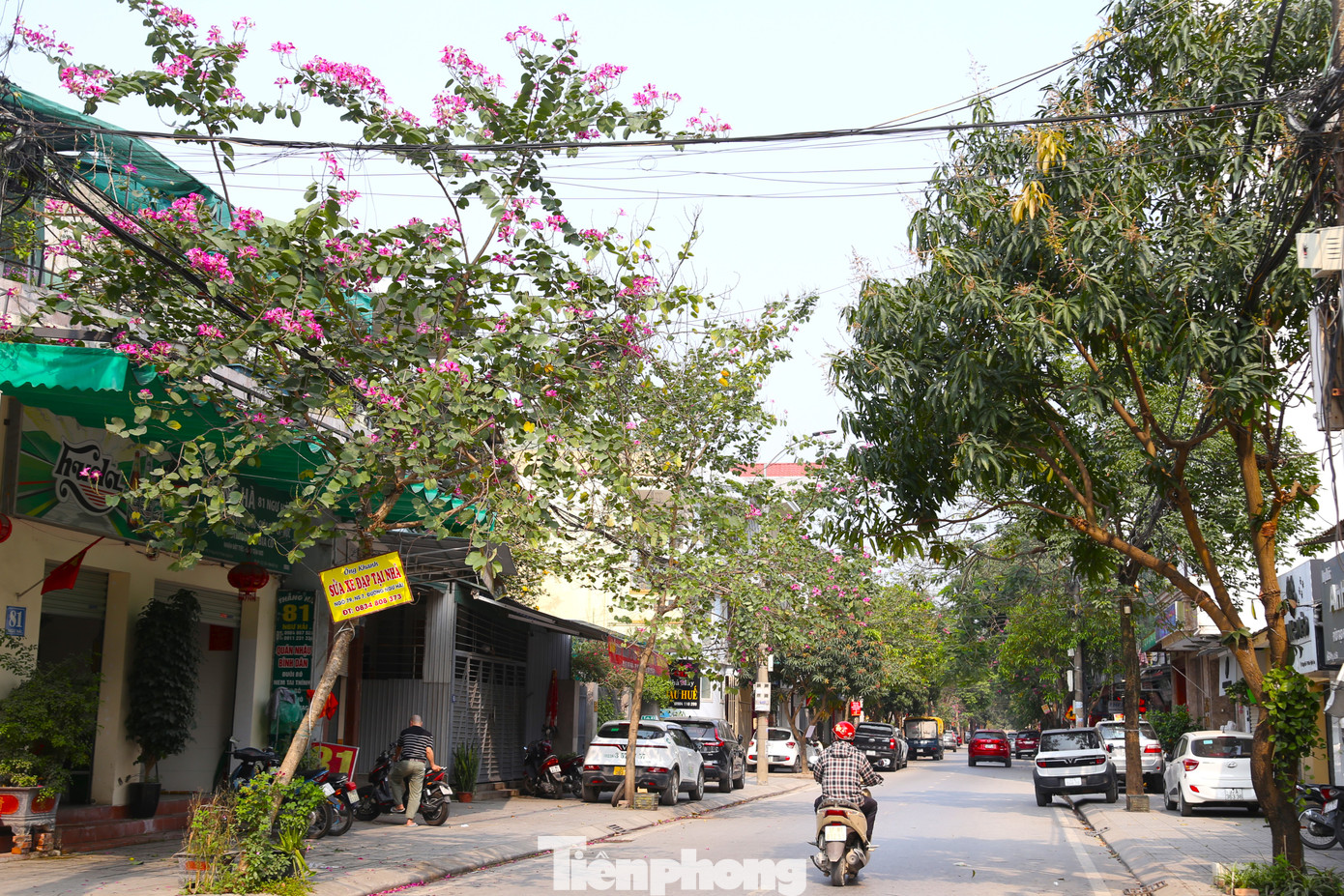 Nhiều tuyến đường ở thành phố Vinh như Ngư Hải, Trương Văn Lĩnh, Trần Phú… hoa ban khoe sắc rực rỡ.