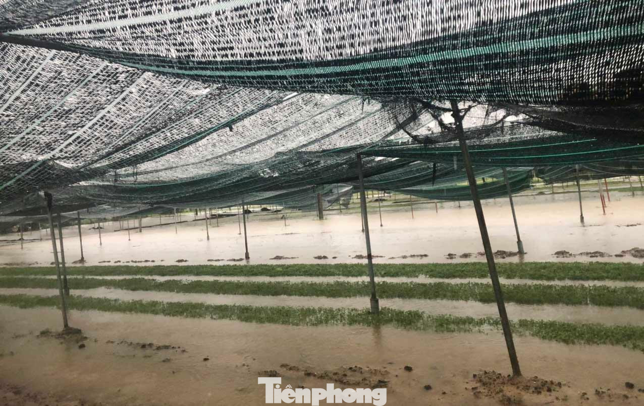 Xã Hưng Đông là địa phương có diện tích rau lớn nhất, và cung ứng lượng lớn rau xanh cho người dân trên địa bàn TP Vinh (Nghệ An). Sau trận mưa lớn kéo dài đã khiến vùng rau 12 ha 'chìm' trong biển nước.