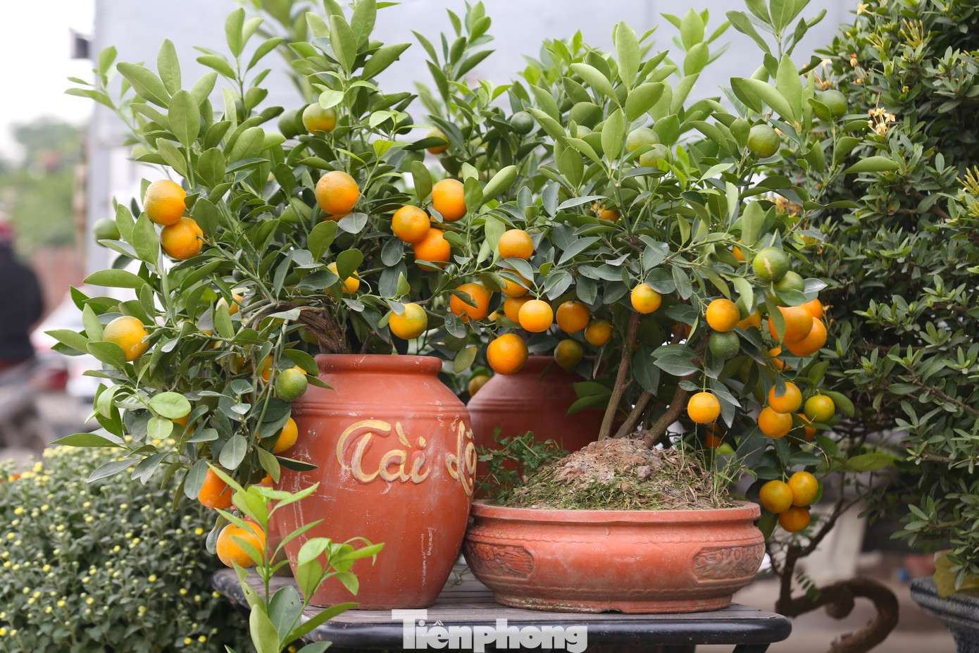 Theo khảo sát, giá cho mỗi chậu quất cảnh nhỏ dao động từ 300.000 – 600.000 đồng (tùy vào kích cỡ và mẫu mã).