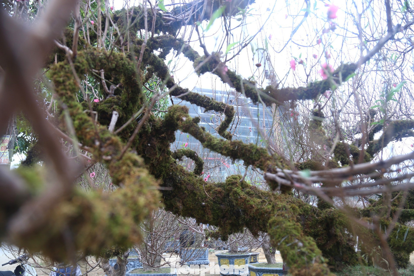 Những cành đào uốn lượn, bắt mắt.