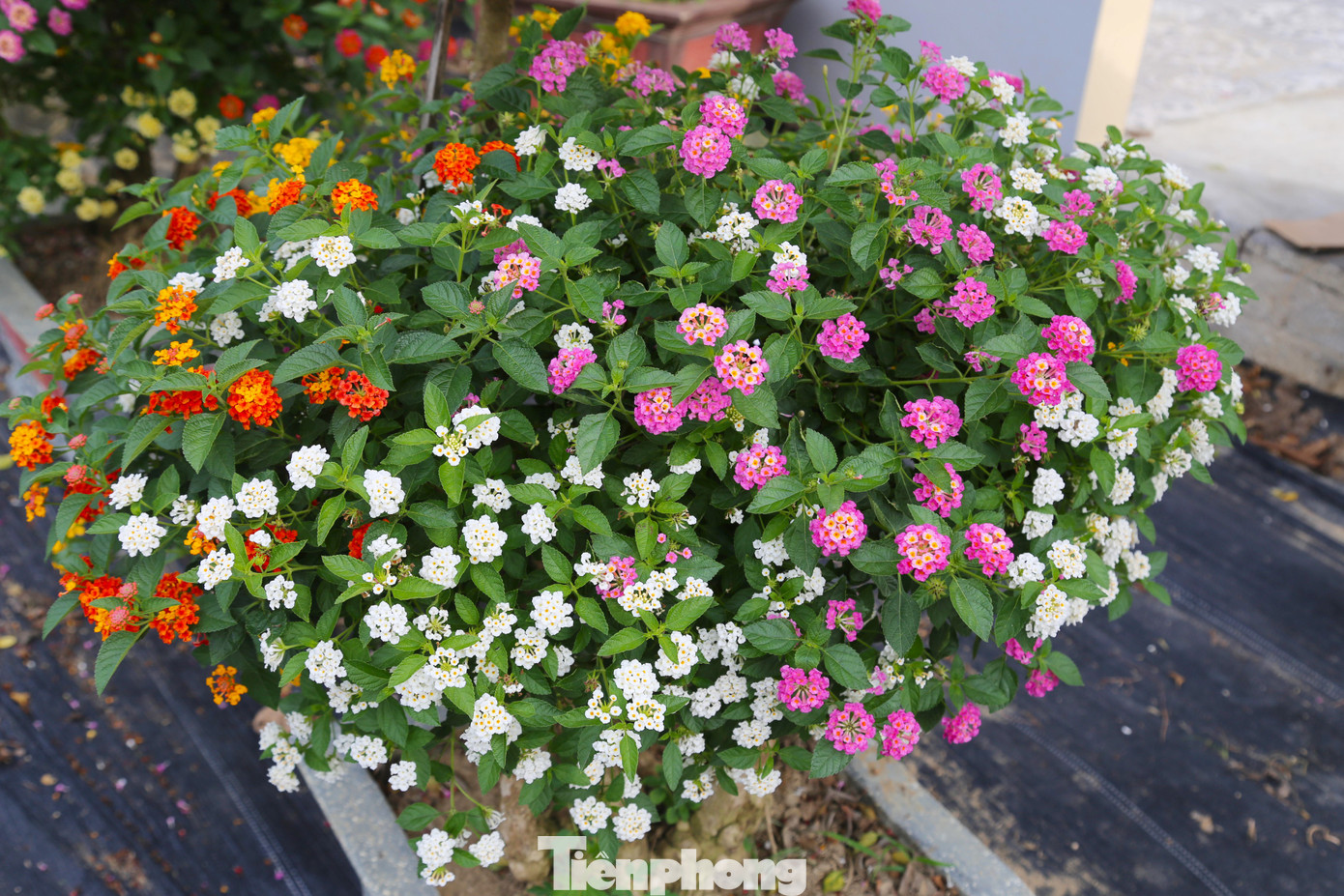 “Hoa dại” bung nở đầy sắc màu.