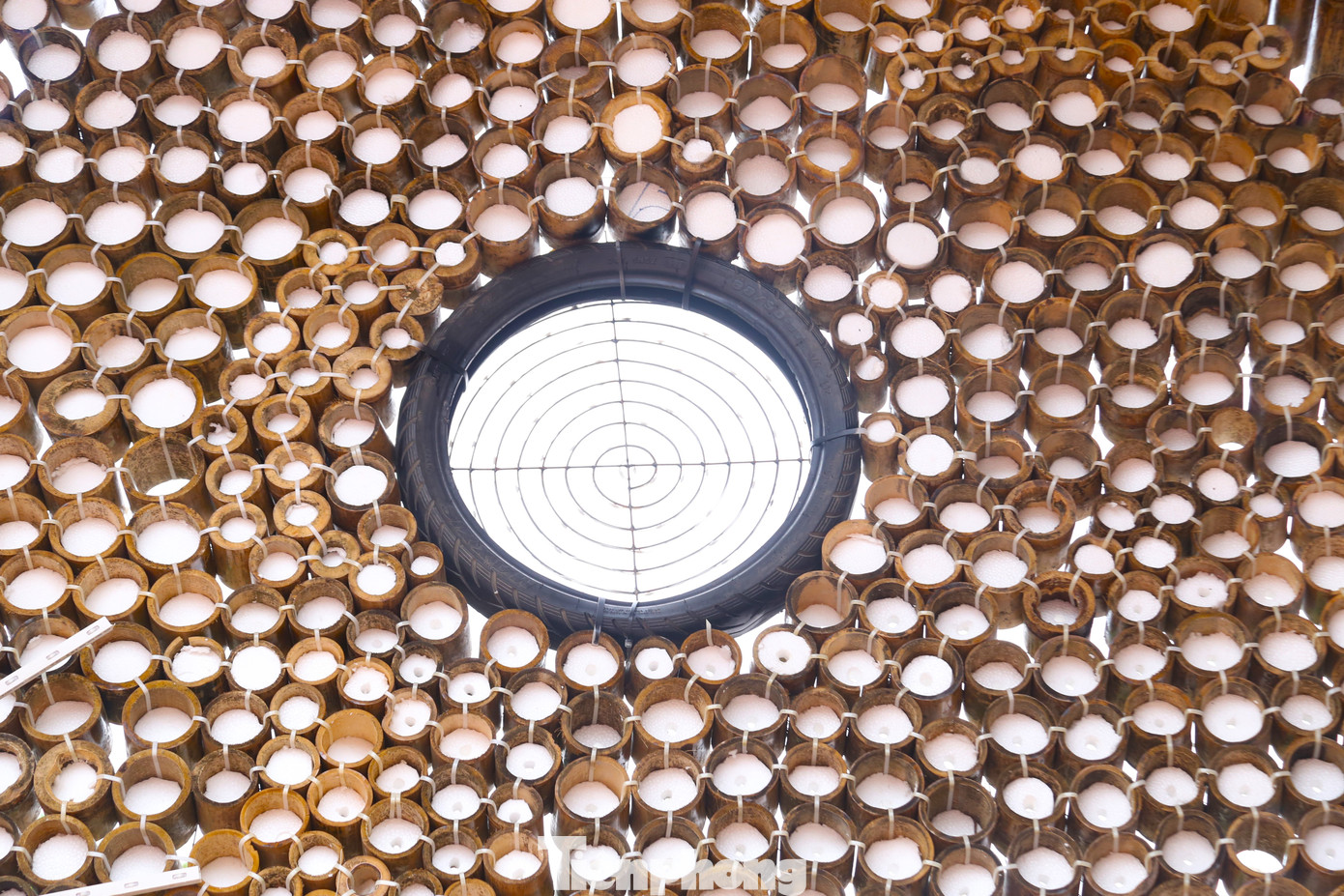 Tre được cắt thành khúc dài khoảng 10cm, đục lỗ qua các đốt mắt, buộc chúng lại với nhau thành mảng lớn.