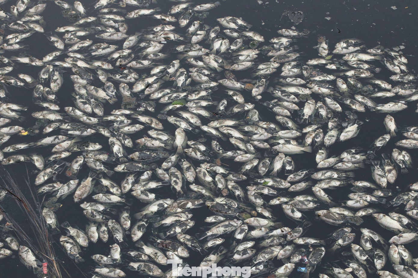 Xác cá chết ở hào thành cổ Vinh