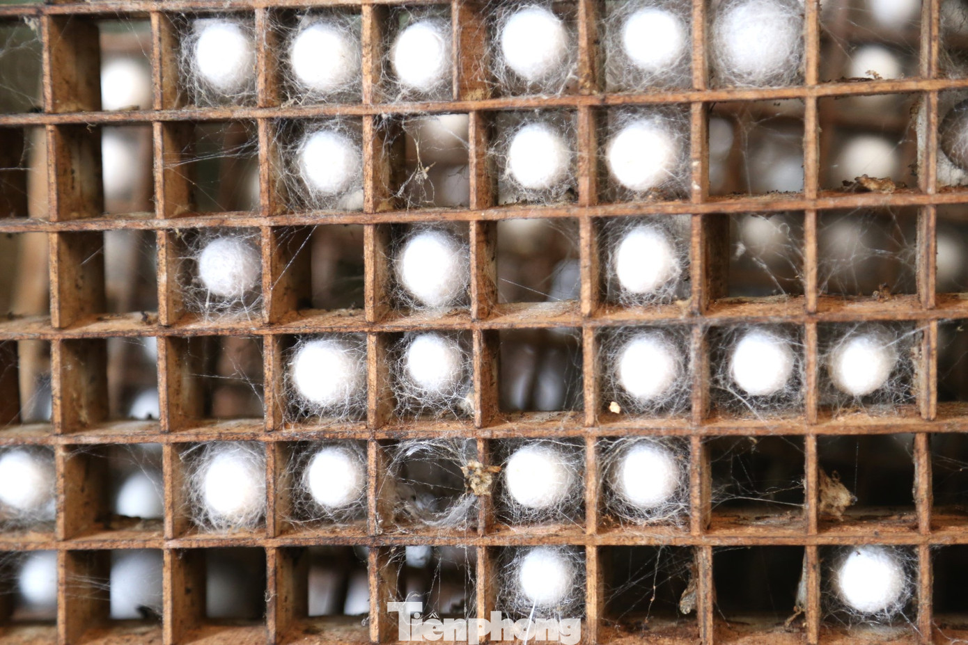 Ông Đinh Văn Thắng, thành viên Hợp tác xã nông nghiệp dâu tằm Đồng Tiến cho biết, nghề trồng dâu nuôi tằm không tốn công sức so với trồng lúa. Tuy nhiên, với điều kiện thời tiết khắc nghiệt mưa nắng thất thường như ở Nghệ An, nghề này cũng gặp nhiều khó khăn. Việc chuyển từ phương pháp nuôi tằm truyền thống sang nuôi trong phòng điều hòa, đem lại hiệu quả kinh tế cao, ổn định.