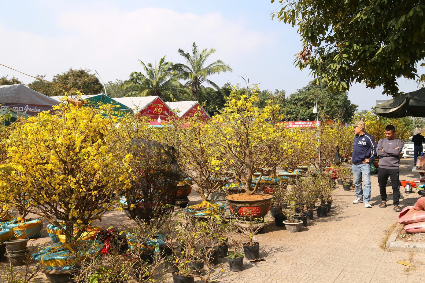 Ghi nhận ngày 24/1 (tức ngày 25 Tết), trên các con đường lớn ở TP. Vinh (Nghệ An), mai vàng đã bung nở. Một số điểm bán đã treo biển “xả hàng” những vẫn vắng người mua.