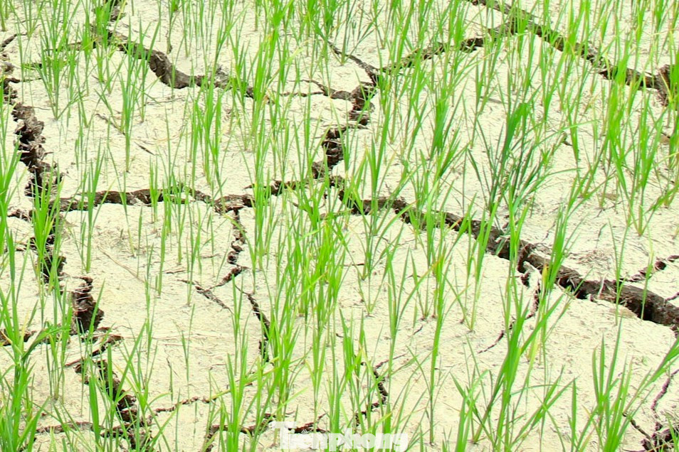 Những cánh đồng lúa hè thu khô cằn, nứt nẻ do nắng nóng khốc liệt. Dù đã có những trận mưa vào cuối tháng 6 vừa qua tuy nhiên lưu lượng rất thấp, cộng thêm nắng gắt lại tiếp tục kéo dài, lượng nước cung cấp nhanh chóng bị bốc hơi, trả lại cánh đồng khô nẻ.