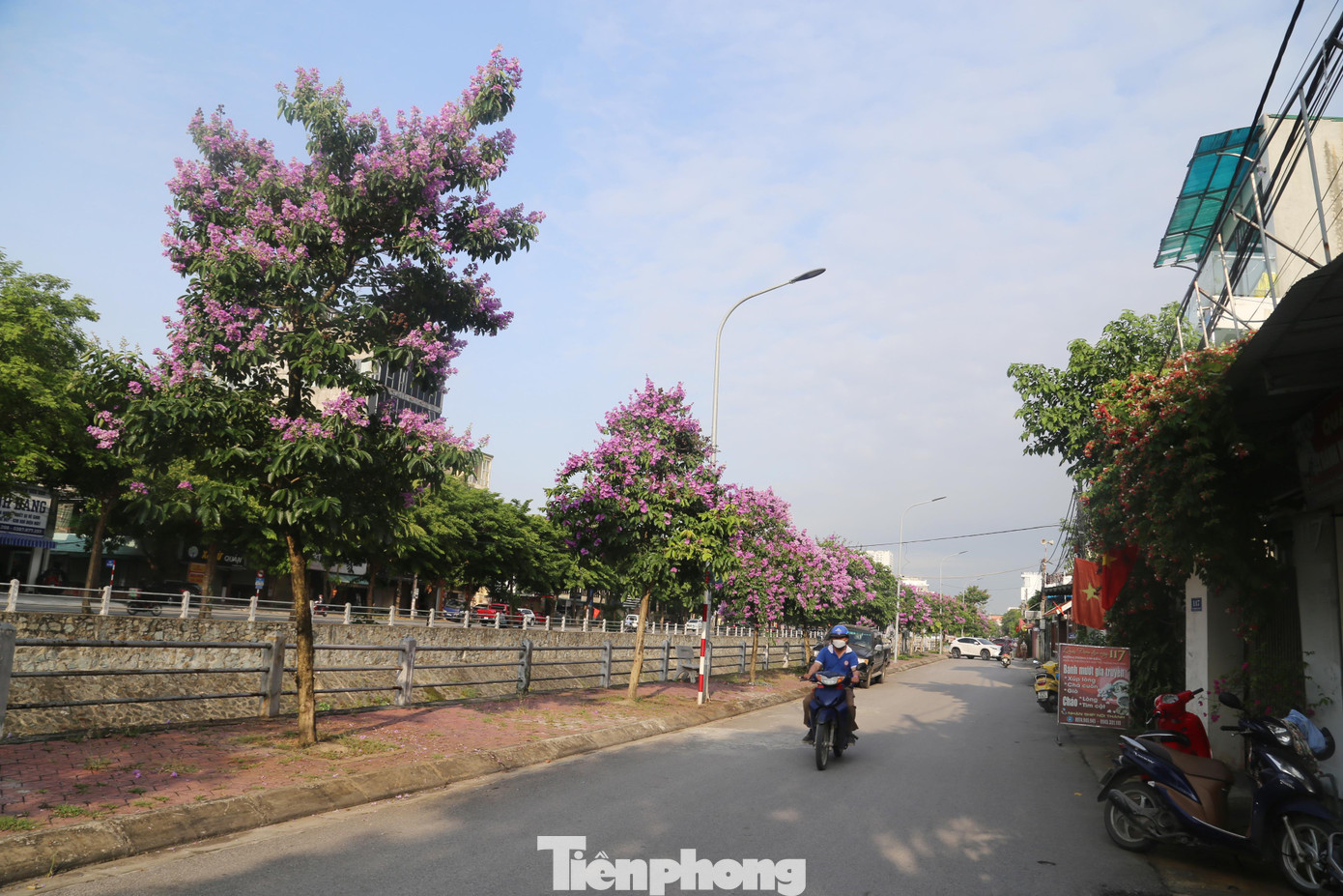 Đi tới đâu trong thời gian này, ta cũng có thể gặp hoa bằng lăng đẹp rực rỡ.