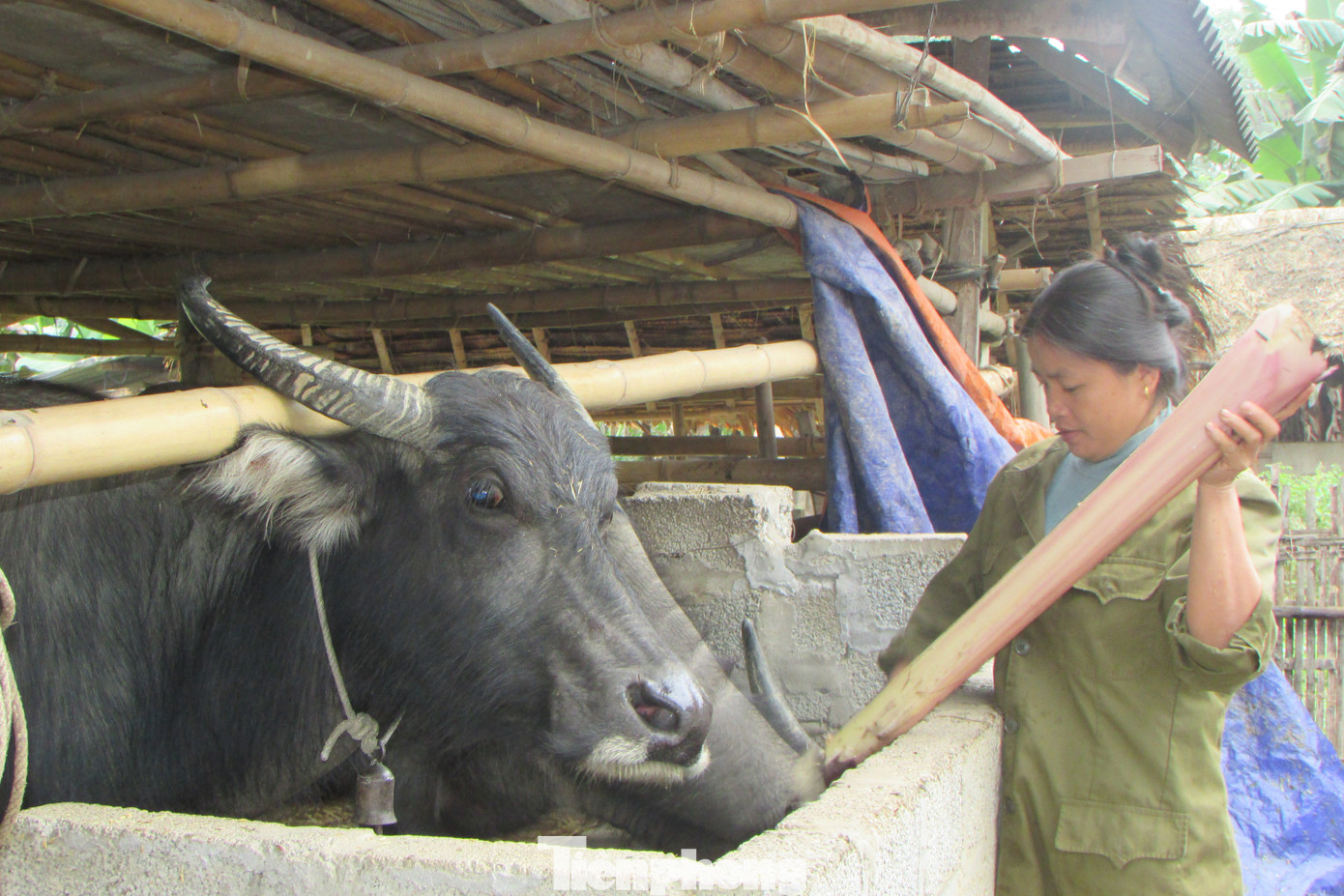 Cây chuối được người dân miền núi trồng nhiều để phục vụ thức ăn cho trâu, bò trong mùa đông