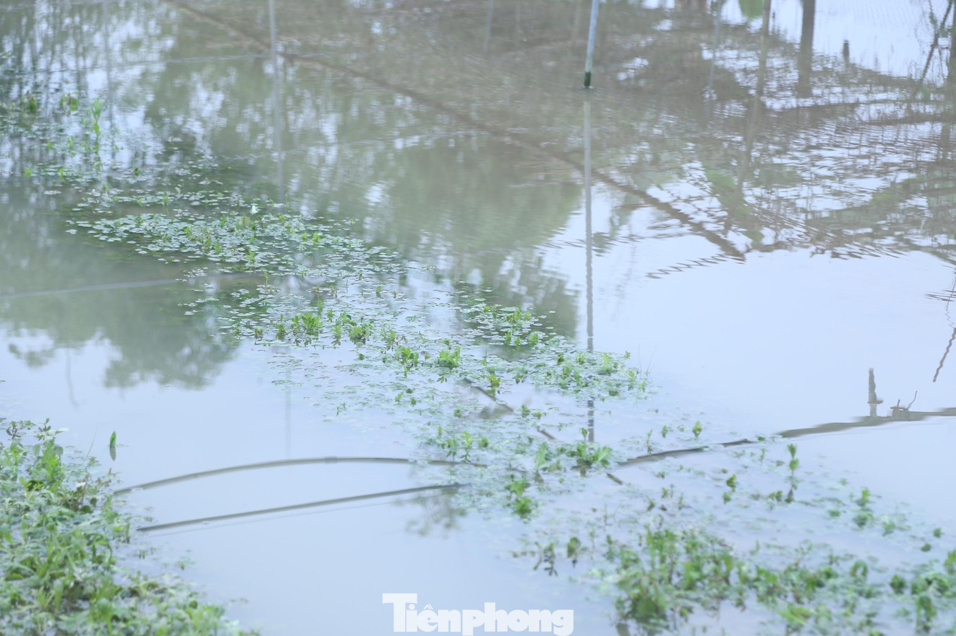 “Nhà tôi trồng 4 sào rau màu và hoa phục vụ Tết đều hư hỏng hoàn toàn dù mới gieo cách đây không lâu. Mặc dù hôm qua tôi cũng đã ra để mở các lối thoát nước, khơi dòng sẵn, nhưng mưa lớn quá, nước tiêu úng không kịp nên ruộng vẫn bị ngập toàn bộ”, ông Lê Thanh Long, trú xã Hưng Đông chia sẻ.