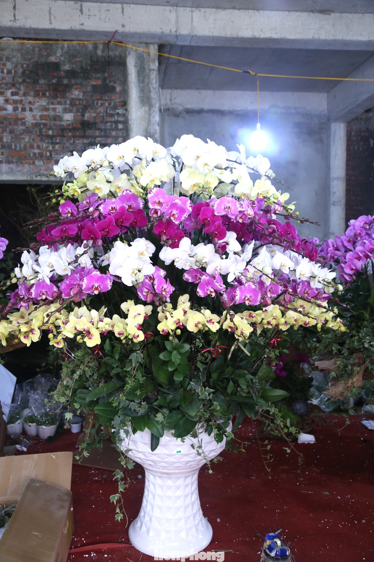 Chậu lan 118 cành giá 42 triệu đồng hiện là chậu lan có giá cao nhất trong tiệm hoa của anh Hà. Dự kiến, vài ngày tới, anh Hà sẽ cắm bình hoa lan to nhất với 268 cành giá 82 triệu đồng. Chậu lan 118 cành giá 42 triệu đồng hiện là chậu lan có giá cao nhất trong tiệm hoa của anh Hà. Dự kiến, vài ngày tới, anh Hà sẽ cắm bình hoa lan to nhất với 268 cành giá 82 triệu đồng.