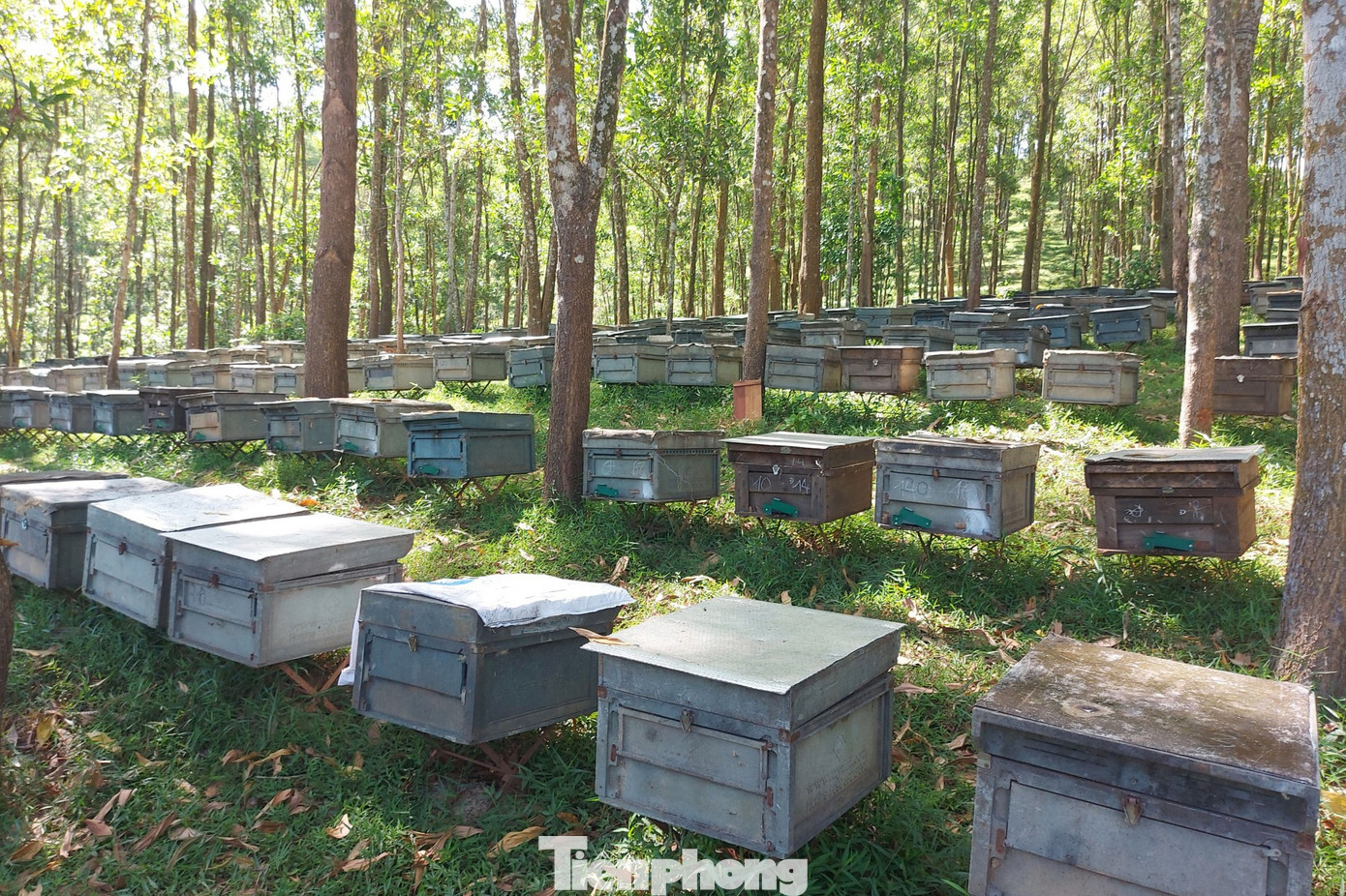 Từ tháng 2 đến cuối tháng 6 hàng năm, người nuôi ong từ nhiều tỉnh, thành di chuyển đàn ong về các rừng keo ở huyện Thanh Chương, Nghệ An. Hàng trăm thùng nuôi ong được xếp ngay ngắn dưới tán cây keo.