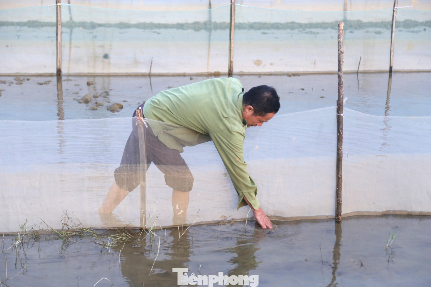 “Trung bình mỗi sào ruộng cần hơn 10 kg lưới. Tùy từng loại lưới có giá khác nhau, dao động từ 7.000 - 12.000 đồng/kg. Sau khi giăng lưới, tôi thường lấy đất lấp kín chân lưới, đảm bảo lưới không bị nổi, hở khi nước sông dâng, rươi không thể ra ngoài”, ông Vị chia sẻ. “Trung bình mỗi sào ruộng cần hơn 10 kg lưới. Tùy từng loại lưới có giá khác nhau, dao động từ 7.000 - 12.000 đồng/kg. Sau khi giăng lưới, tôi thường lấy đất lấp kín chân lưới, đảm bảo lưới không bị nổi, hở khi nước sông dâng, rươi không thể ra ngoài”, ông Vị chia sẻ.