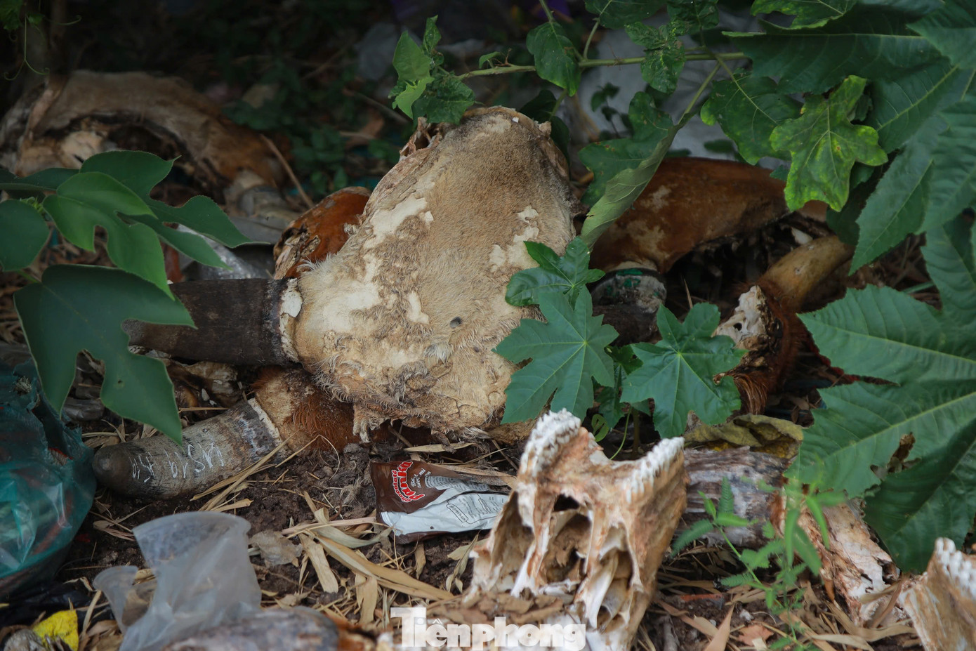 Theo ghi nhận, đầu trâu, bò và những phế phẩm sau khi giết mổ bị vứt bỏ bừa bãi tại đây với mức độ phân hủy khác nhau. Có những bộ phận, đã phân hủy hết chỉ còn lại ít da và 2 chiếc sừng.