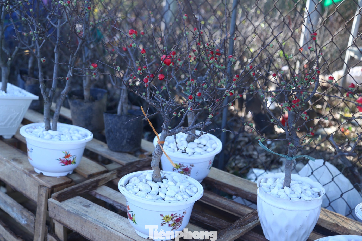 Bên cạnh những chậu mai vàng rực rỡ, những gốc mai có nụ hoa đỏ vừa lạ lẫm vừa quen thuộc đang thu hút sự chú ý của nhiều người chơi hoa ở thành phố Vinh, Nghệ An.
