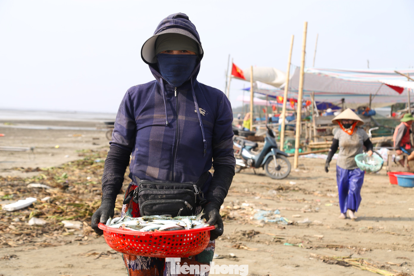 Cá trích đánh bắt trong đêm nên tươi nguyên. Với giá bán 15.000 - 30.000 đồng/kg, ngư dân có thể thu nhập cả triệu đồng mỗi ngày.