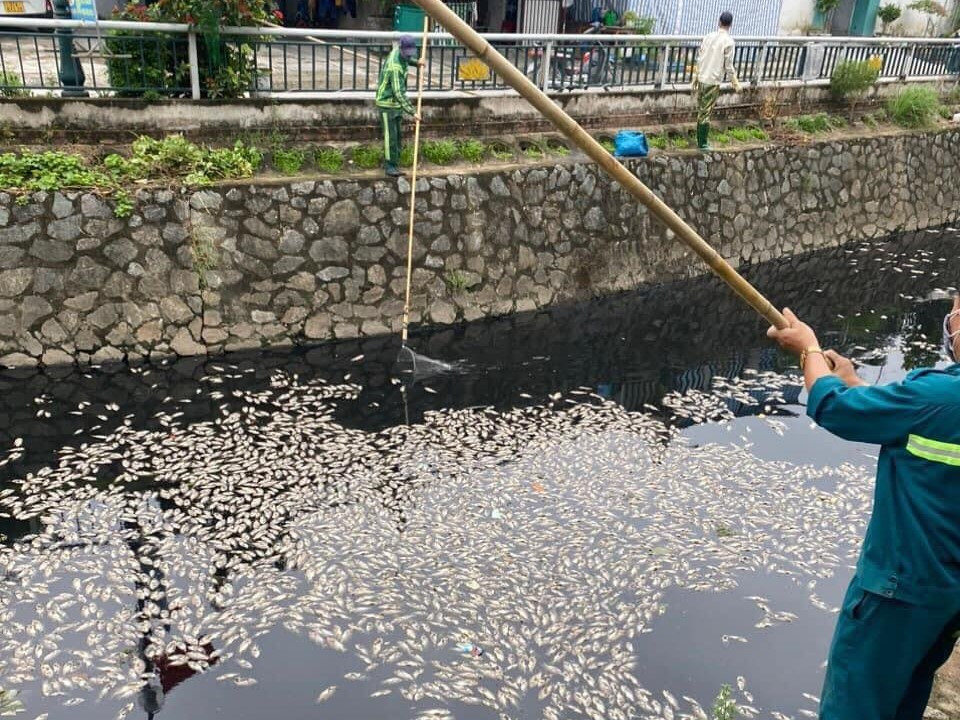 Công nhân môi trường dùng vợt gom cá chết