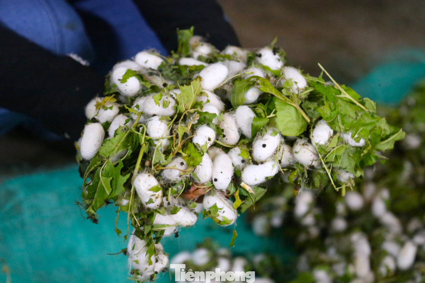 Ngoài sản phẩm chính là kén, việc nuôi tằm còn cho nhiều sản phẩm phụ có giá trị cao như nhộng tằm, phân tằm... “Chúng tôi đang thí điểm ươm tơ để hình thành chuỗi sản xuất khép kín từ nuôi tằm, ươm tơ, dệt vải nhằm tăng giá trị kinh tế, đồng thời mở rộng diện tích trồng dâu. Thực tế cho thấy, so với các loại cây nông nghiệp khác trên cùng một đơn vị diện tích thì cây dâu cho giá trị cao gấp 2 - 3 lần”, ông Thắng cho hay.