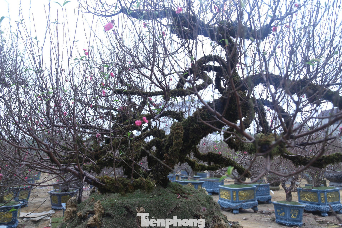 Từ gốc, thân, cành đều phủ rêu phong.