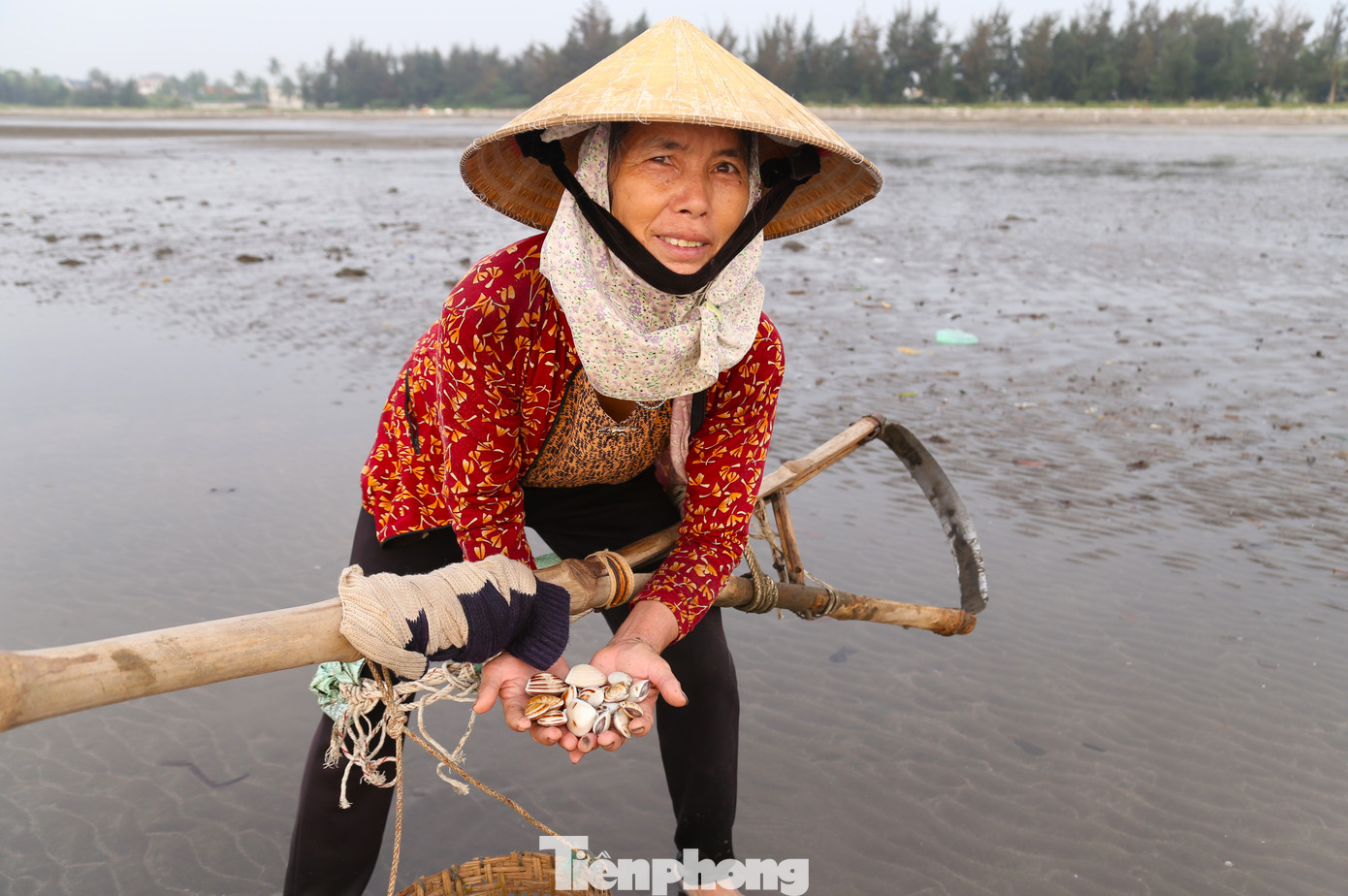 Bà Trần Thị Liên (65 tuổi, trú xóm 4, xã Hải Hùng) đã gắn bó với nghề cào ngao hơn 30 năm nay. Theo bà, công việc không đòi hỏi kinh nghiệm chỉ cần có sức khỏe, chịu được nắng, mưa. “Ngao tự nhiên ở biển có vị ngọt hơn ngao nuôi. Loại ngao to được bán với giá 60.000 - 70.000 đồng/kg. Ngao nhỏ khoảng 30.000 - 40.000 đồng/kg. Nếu chịu khó, mỗi ngày cũng có thu nhập vài trăm nghìn đồng”, bà Liên nói.