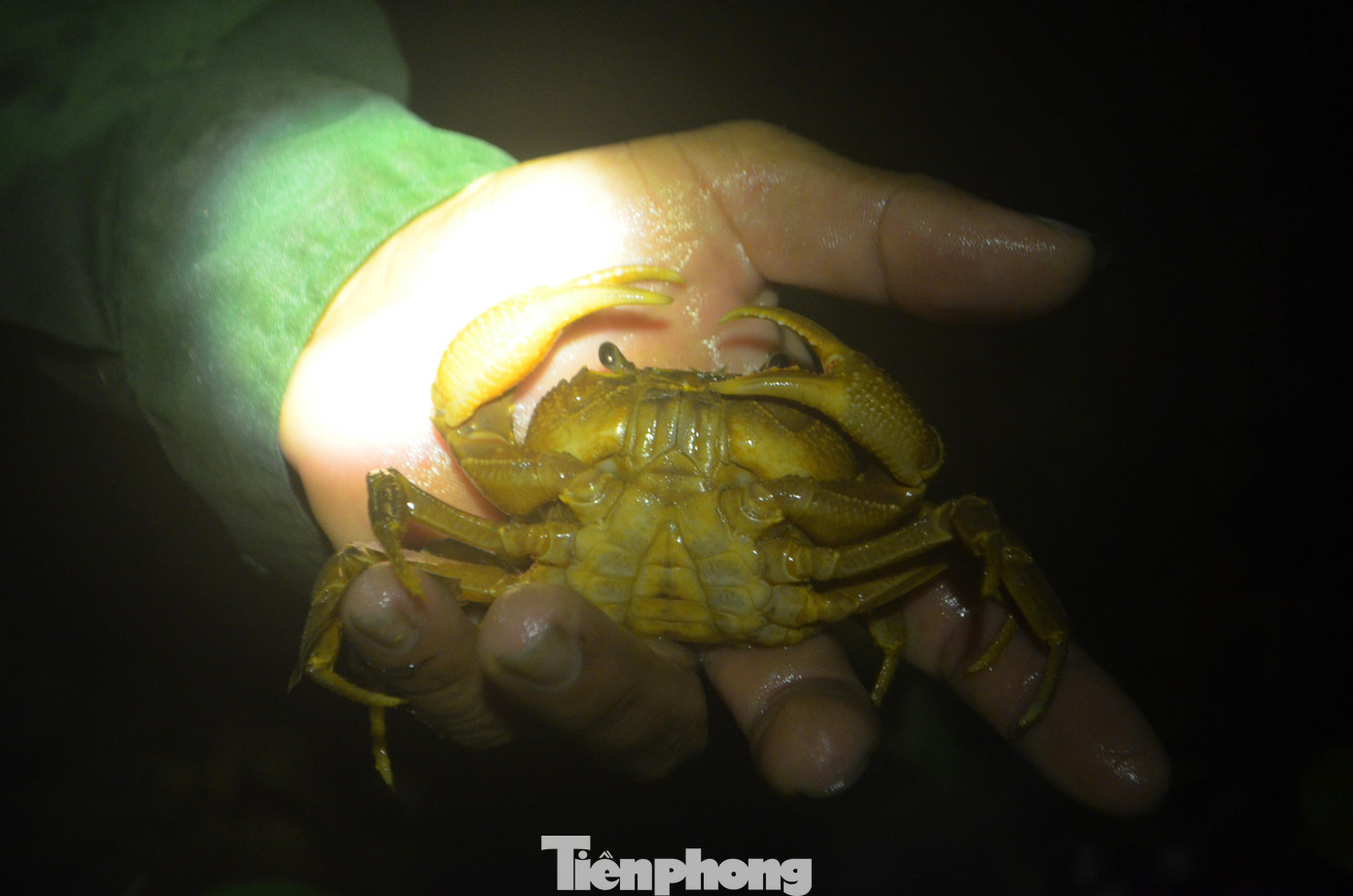 Loại cua này thường sống trong các hốc đá ở khe, suối.