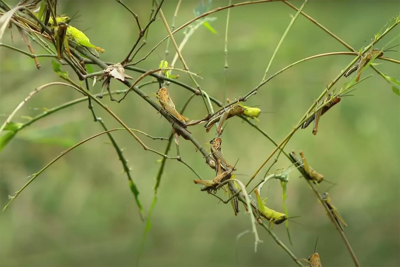 Châu chấu tàn phá tre mét ở xã Nghĩa Bình, huyện Tân Kỳ