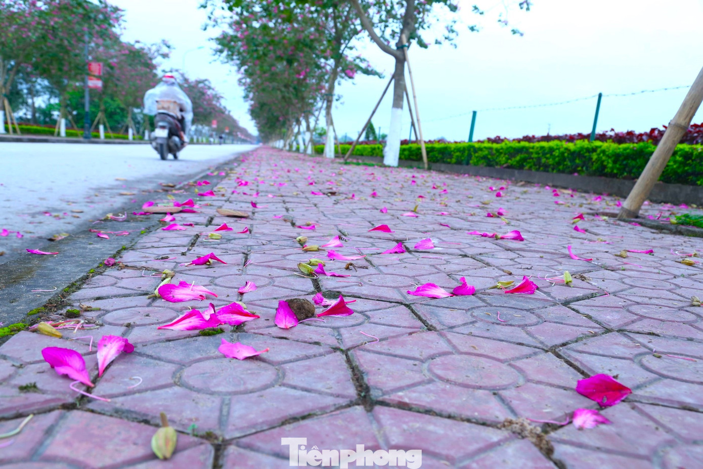 Cánh hoa ban rụng xuống đường tạo nên khung cảnh lãng mạn hơn bao giờ hết.