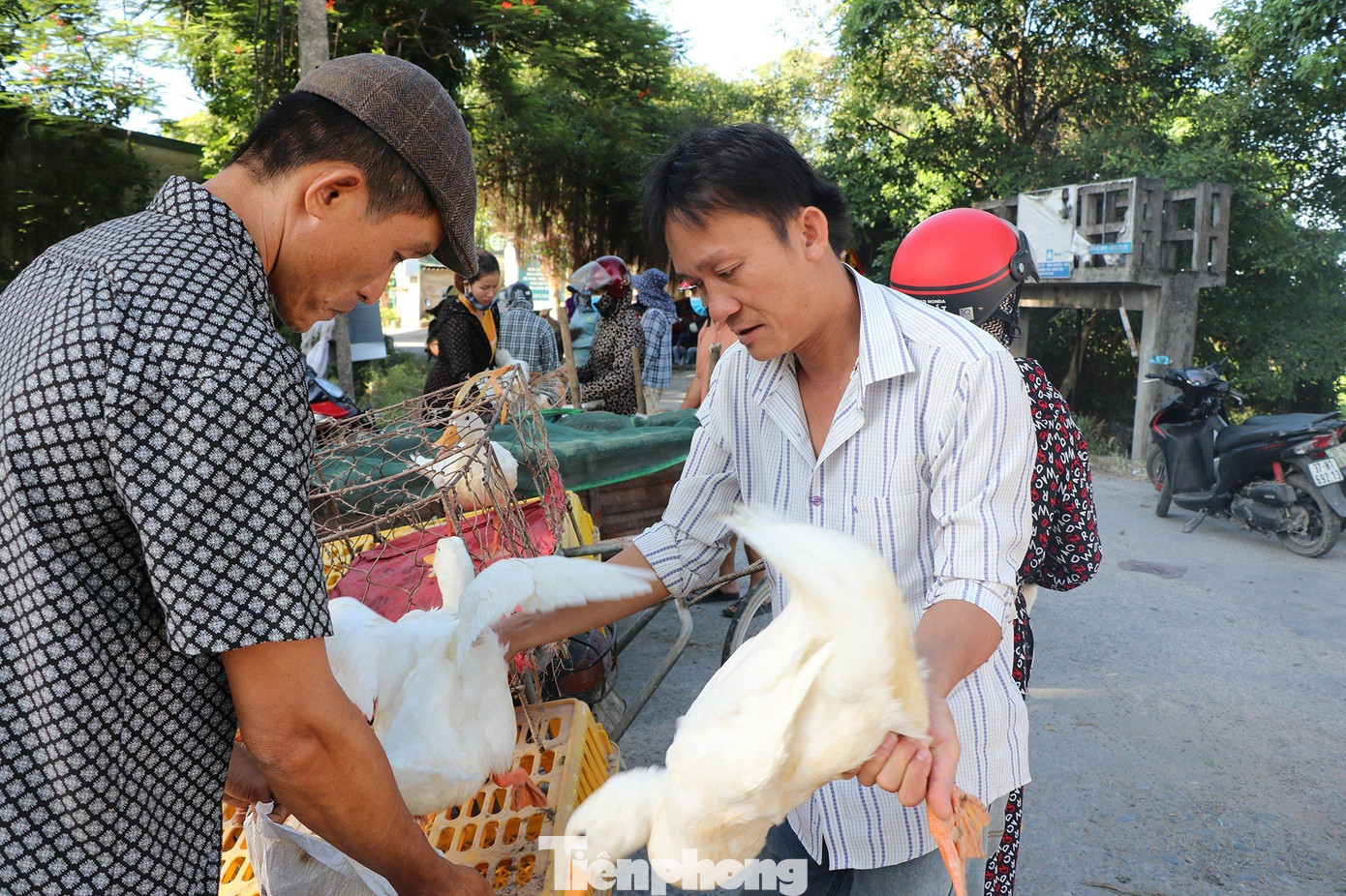 Anh Võ Văn Kiên (trú xã Hưng Tây, Hưng Nguyên) có 1.500 con vịt thịt. Dự kiến trong ngày hôm nay anh bán khoảng 300 con vịt cho khách lẻ, còn lại sẽ được bán cho khách buôn. Anh Võ Văn Kiên (trú xã Hưng Tây, Hưng Nguyên) có 1.500 con vịt thịt. Dự kiến trong ngày hôm nay anh bán khoảng 300 con vịt cho khách lẻ, còn lại sẽ được bán cho khách buôn.