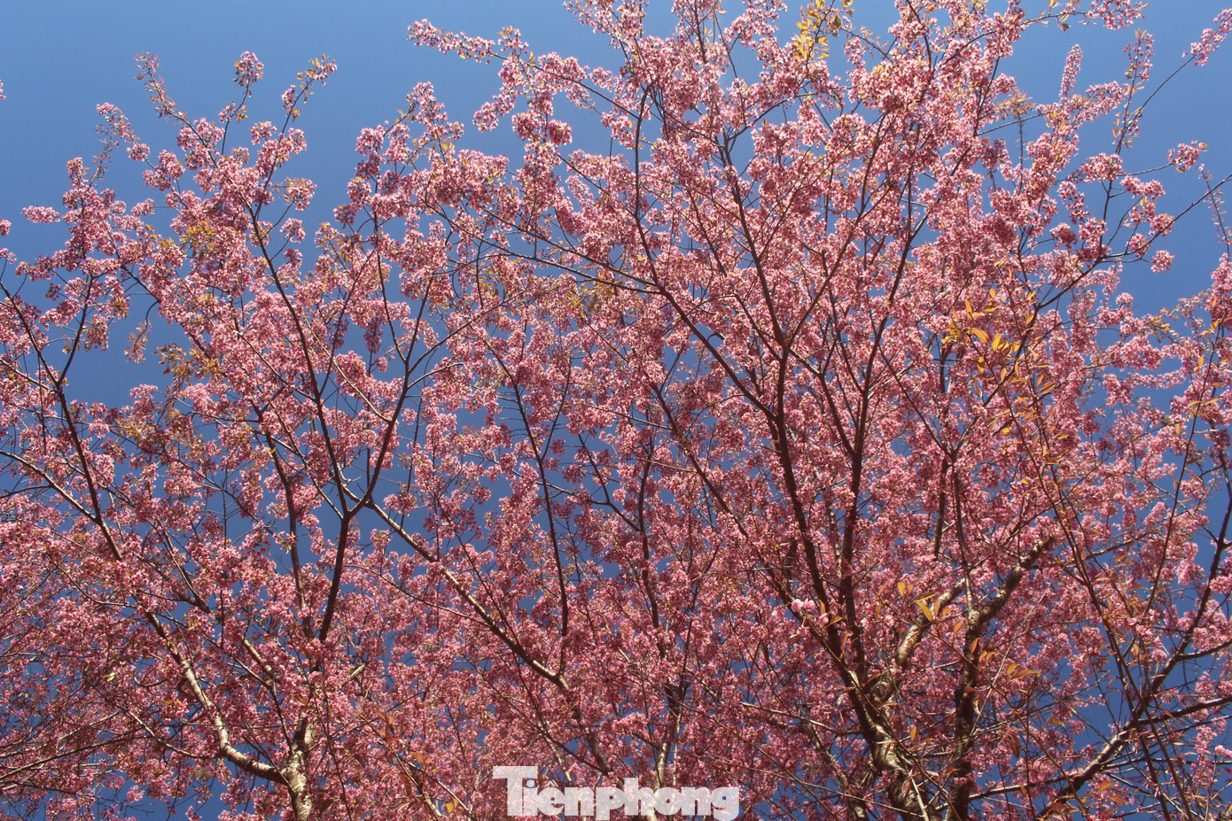 Thầy Nguyễn Quốc Trí - Hiệu trưởng Trường Tiểu học 1 Mường Típ cho biết: "Toàn trường có 181 học sinh, chủ yếu là con em đồng bào dân tộc H’Mông. Vào dịp cuối năm, hoa đào ở đây bung nở rất đẹp. Nếu gặp thời tiết lạnh thì thời gian hoa sẽ kéo dài hơn”.