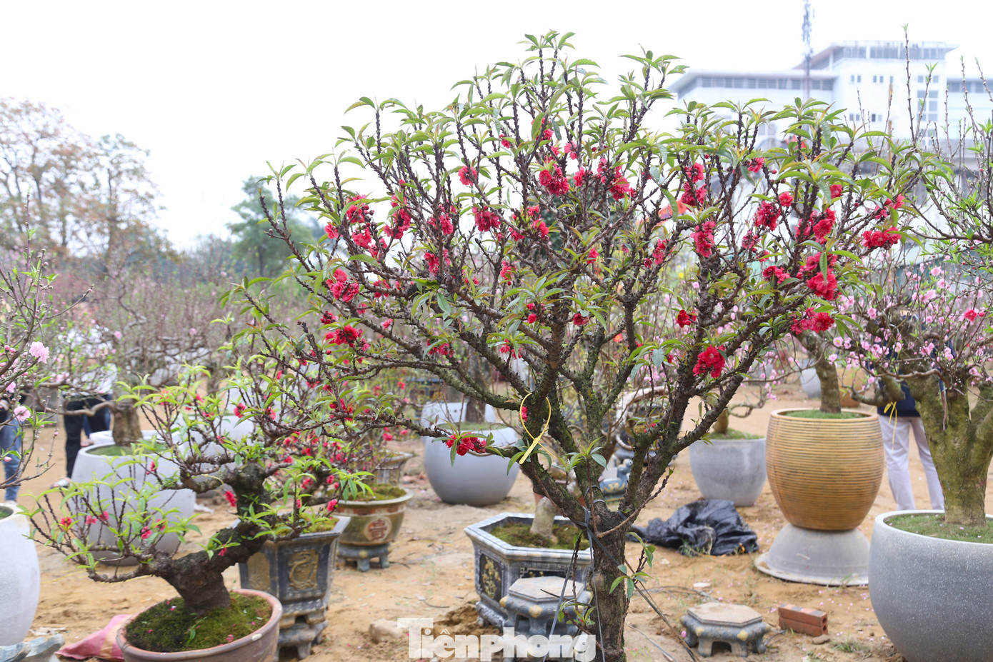 Chưa đầy một tuần nữa là đến Tết Nguyên đán Giáp Thìn, trên khắp các tuyến phố ở Nghệ An, các loại hoa, cây cảnh đang đua nhau khoe sắc chào đón năm mới. Nổi bật là những cây đào Thất Thốn, hoa nở đỏ thắm được các nhà vườn bày bán, phục vụ nhu cầu sắm Tết của người dân.