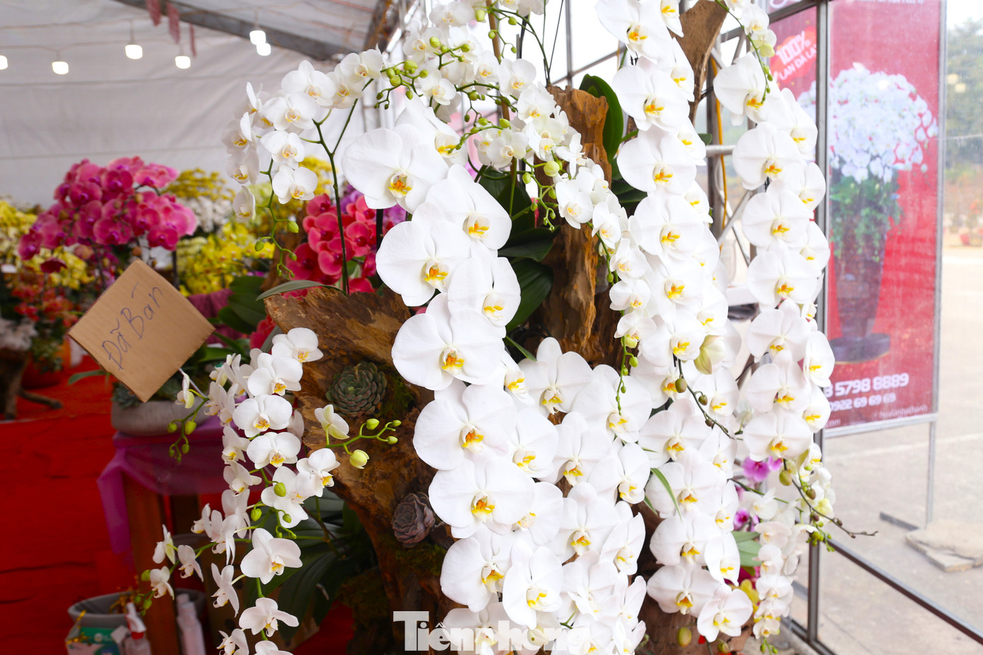 Nhiều chậu hoa lan đã có khách đặt mua được người chủ treo biển đã bán.