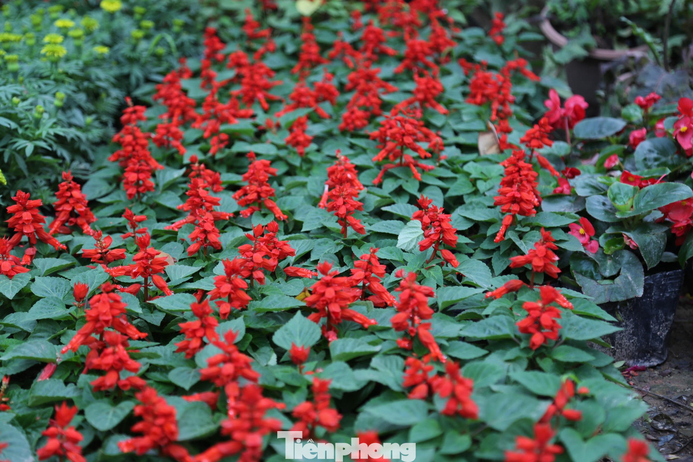 Năm nay tại thành phố Vinh có sự xuất hiện nhiều loại hoa mới với nhiều sắc hoa với nhiều vẻ đẹp khác nhau. Những loài hoa quen thuộc như cúc mâm xôi, hoa trạng nguyên, thược dược, cây phát lộc,...