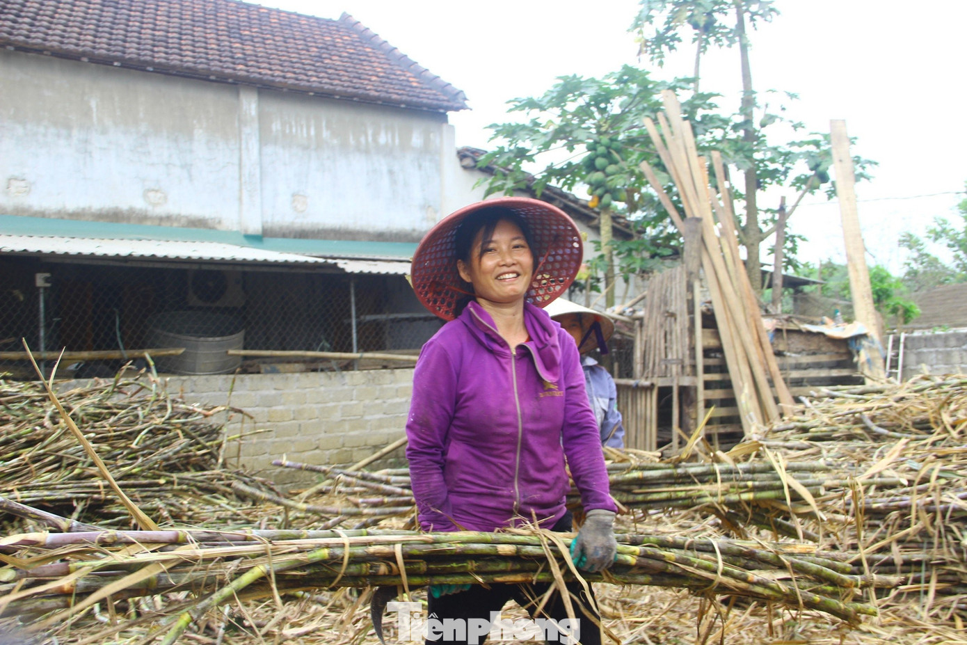 Mía sau khi được tập kết tại lò, nhân công sẽ bốc vào để ép.