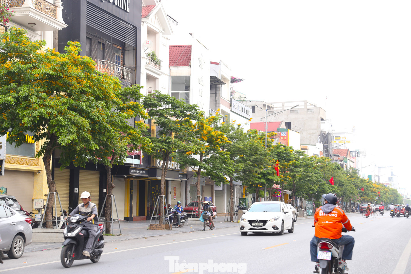 Hoa giáng hương nở vàng rực dọc tuyến đường Nguyễn Văn Cừ, thành phố Vinh.