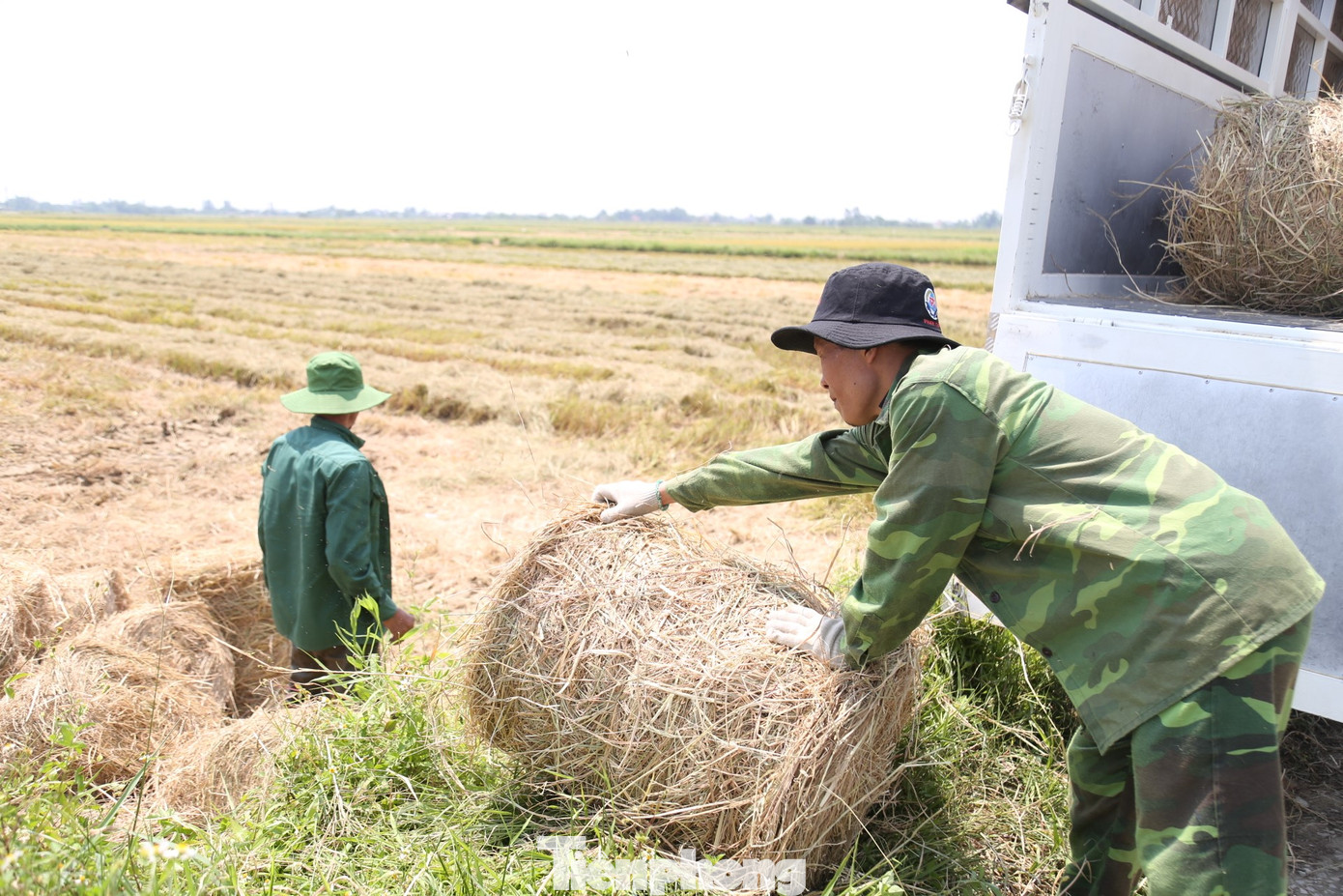 Sau khi thu hoạch, rơm được phơi nắng trên cánh đồng từ 2 - 3 ngày cho khô hẳn mới có thể cuộn. Tuyệt đối không được thu gom rơm vào thời điểm cuối chiều hoặc sáng sớm, vì lúc này độ ẩm cao, rơm sẽ bị ẩm, không đáp ứng yêu cầu của khách hàng.