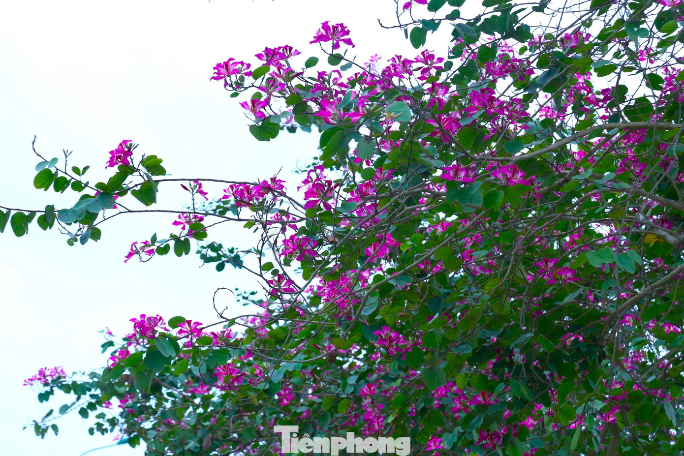 Loài hoa đặc trưng của núi rừng Tây Bắc thường có màu hồng tím xen lẫn màu trắng, khoe sắc dịu dàng say đắm lòng người.