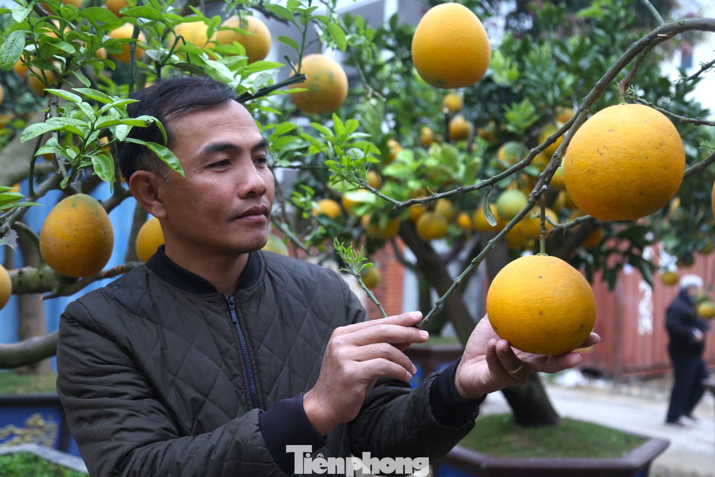 Thời điểm này, nhiều khách hàng đã đến xem bưởi Diễn và hỏi giá. Theo chủ vườn, năm nay hai Tết gần nhau nên khách muốn mua những loại cây có thể chơi cả hai Tết và bưởi là loại cây phù hợp. Bưởi Diễn chăm sóc khá dễ, khi chín quả có mùi thơm, có thể chơi đến tháng 4 năm sau. Thời điểm này, nhiều khách hàng đã đến xem bưởi Diễn và hỏi giá. Theo chủ vườn, năm nay hai Tết gần nhau nên khách muốn mua những loại cây có thể chơi cả hai Tết và bưởi là loại cây phù hợp. Bưởi Diễn chăm sóc khá dễ, khi chín quả có mùi thơm, có thể chơi đến tháng 4 năm sau.