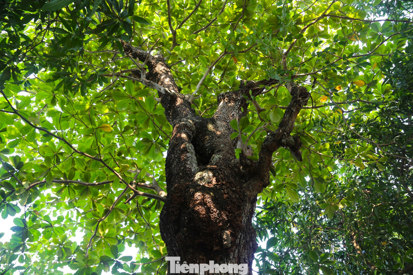 Bên trái đền có một cây bàng cổ thụ, mặc dù rỗng ruột, nhưng vẫn sống, xanh tươi, kiên cường trong nắng gió. “Ngày xưa vùng này gọi là Trại Bàng vì có rất nhiều bàng nhưng nay chỉ còn một cây duy nhất. Cây bàng này từng bị các trận bão lớn đánh gãy hết nhánh. Trải qua thời gian, cây bị mục, rỗng ruột, nhưng điều kỳ diệu là cây vẫn sống, mỗi năm còn mọc thêm nhiều cành mới. Du khách về đây chiêm bái đều ra chụp ảnh cùng với cây bàng này”, bà Đinh Thị Oanh chia sẻ. Bên trái đền có một cây bàng cổ thụ, mặc dù rỗng ruột, nhưng vẫn sống, xanh tươi, kiên cường trong nắng gió. “Ngày xưa vùng này gọi là Trại Bàng vì có rất nhiều bàng nhưng nay chỉ còn một cây duy nhất. Cây bàng này từng bị các trận bão lớn đánh gãy hết nhánh. Trải qua thời gian, cây bị mục, rỗng ruột, nhưng điều kỳ diệu là cây vẫn sống, mỗi năm còn mọc thêm nhiều cành mới. Du khách về đây chiêm bái đều ra chụp ảnh cùng với cây bàng này”, bà Đinh Thị Oanh chia sẻ.
