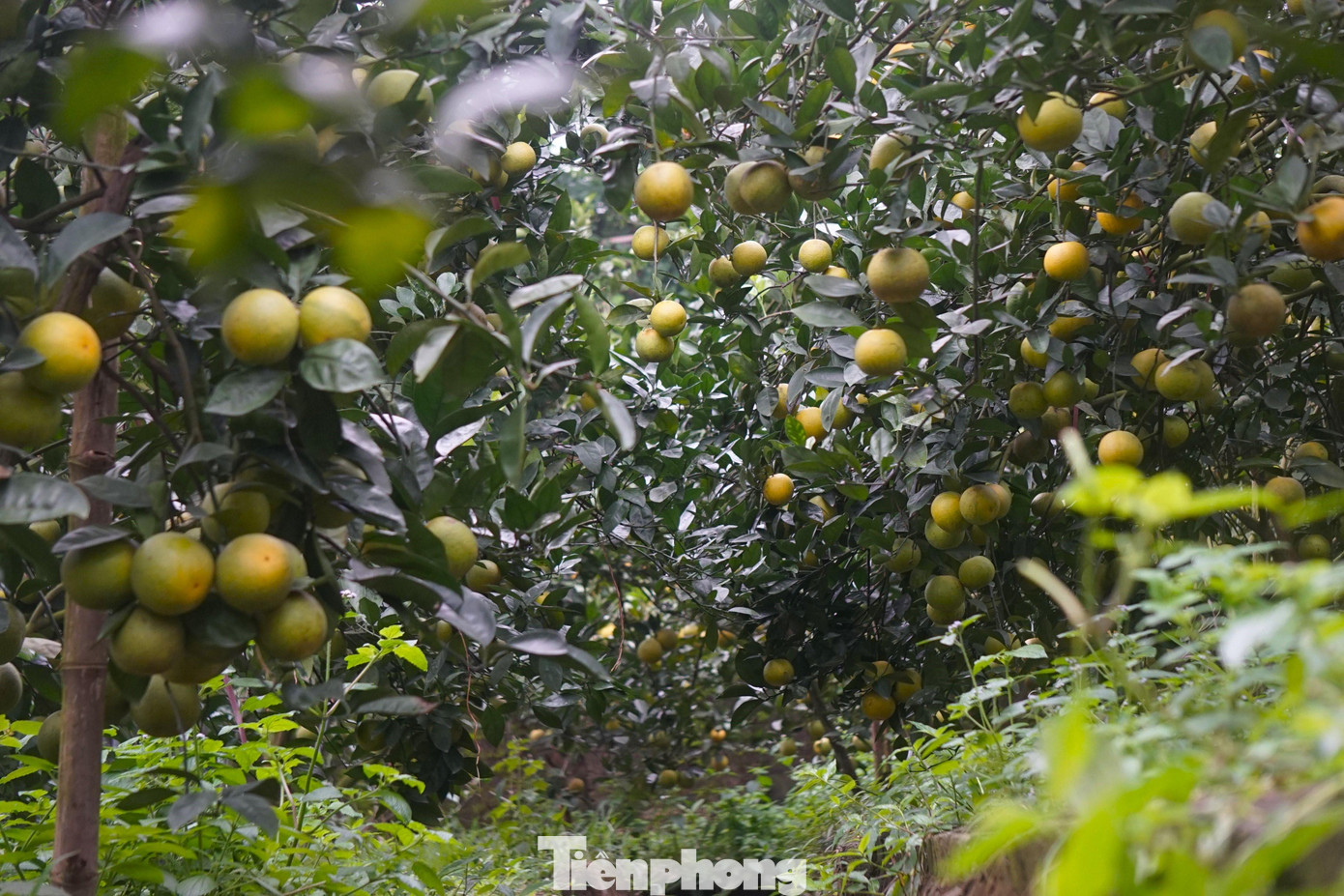 Cam Xã Đoài (xã Nghi Diên, huyện Nghi Lộc, Nghệ An) xưa nay nổi tiếng nhờ vị ngọt dịu, thơm ngon lạ thường, từng trở thành sản vật tiến Vua. Không bán theo từng cân như những loại cam khác, cam Xã Đoài được bán theo quả, giá 60.000 – 80.000 đồng/quả. Khi cam chín, người mua đến tận vườn hái. Cam Xã Đoài (xã Nghi Diên, huyện Nghi Lộc, Nghệ An) xưa nay nổi tiếng nhờ vị ngọt dịu, thơm ngon lạ thường, từng trở thành sản vật tiến Vua. Không bán theo từng cân như những loại cam khác, cam Xã Đoài được bán theo quả, giá 60.000 – 80.000 đồng/quả. Khi cam chín, người mua đến tận vườn hái.