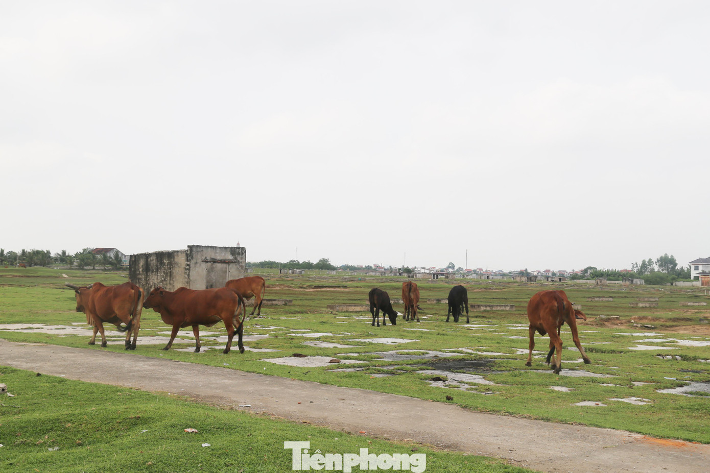 Cánh đồng muối trở thành nơi chăn thả bò