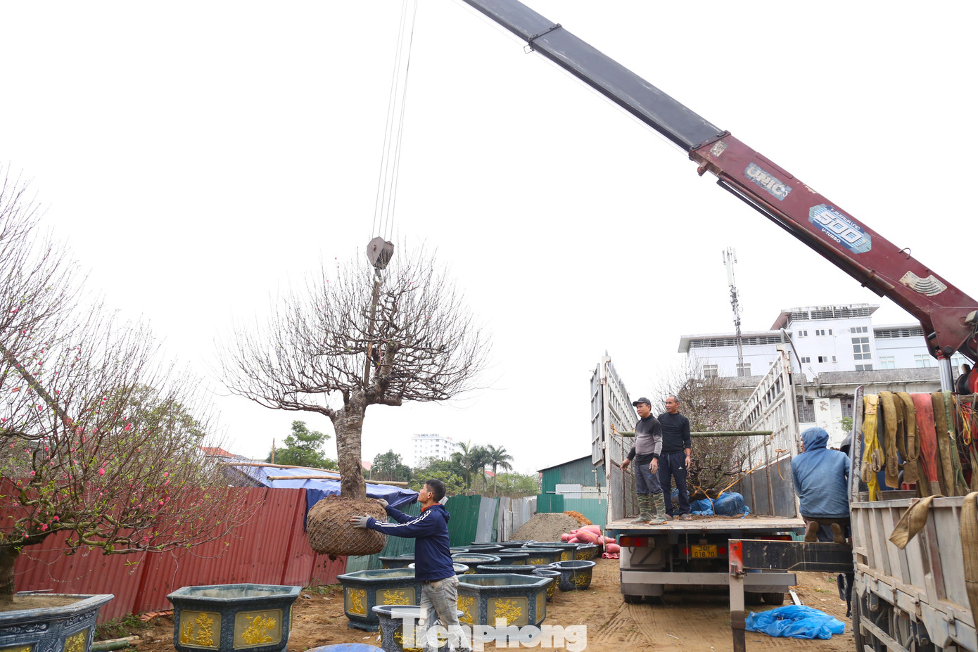 Trong sáng 23/1, những chiếc xe tải cỡ lớn chở các gốc đào cổ thụ liên tục cập bến để phục vụ người dân vui Tết, đón Xuân.