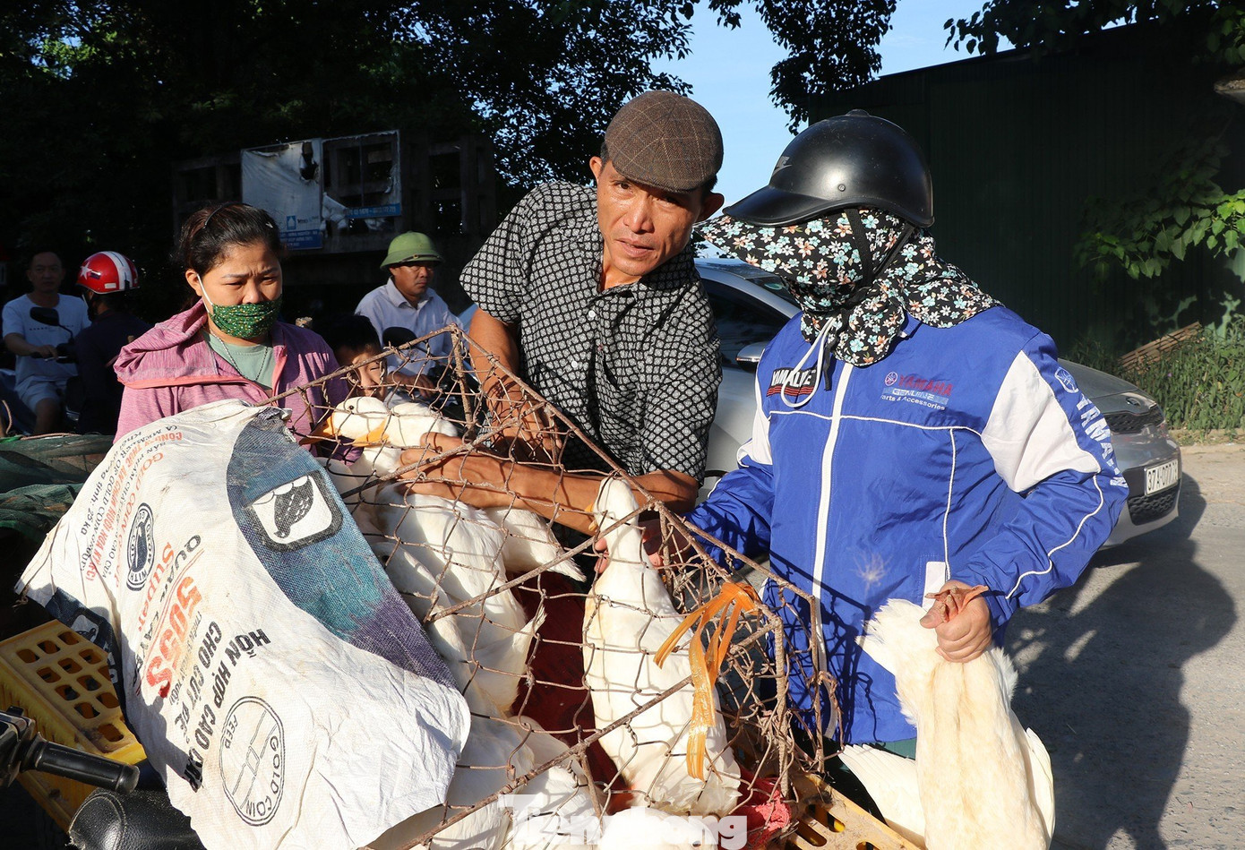 Vịt không được bán theo cân mà bán theo con. Người mua thường dựa vào kinh nghiệm để đánh giá vịt ngon, nhiều thịt bằng cách sờ, bóp vào lưng và lườn vịt. Vịt không được bán theo cân mà bán theo con. Người mua thường dựa vào kinh nghiệm để đánh giá vịt ngon, nhiều thịt bằng cách sờ, bóp vào lưng và lườn vịt.