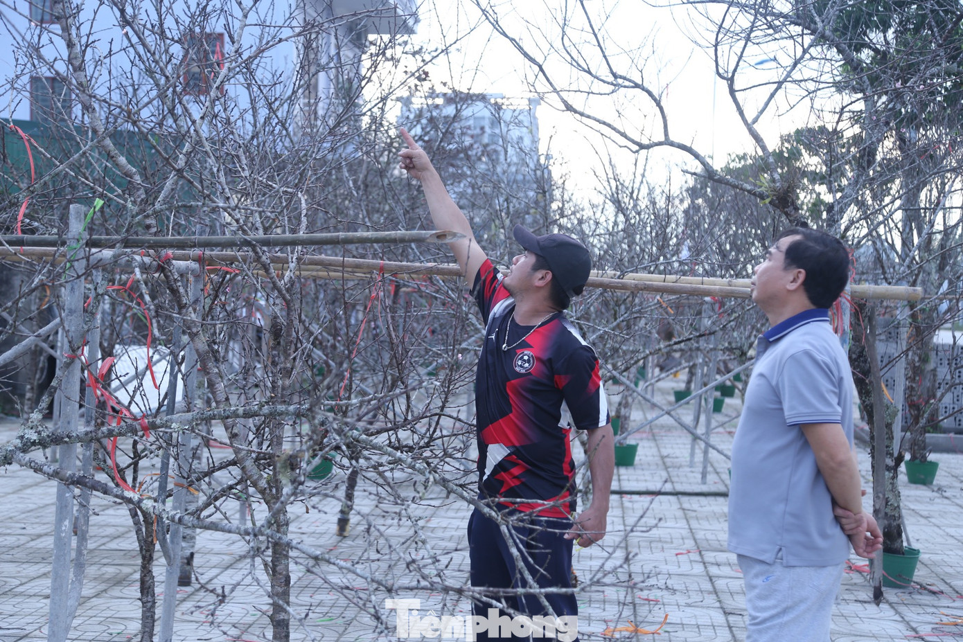 “Cành đào đẹp phải kết hợp các yếu tố như thế đẹp, nhiều cành, nụ nhiều và mập, thân cây có rêu mốc... Giá những cành đào dao động từ 4-10 triệu đồng. Cá biệt, có những cành đào đá giá hàng chục triệu đồng”, anh Tuần chia sẻ.